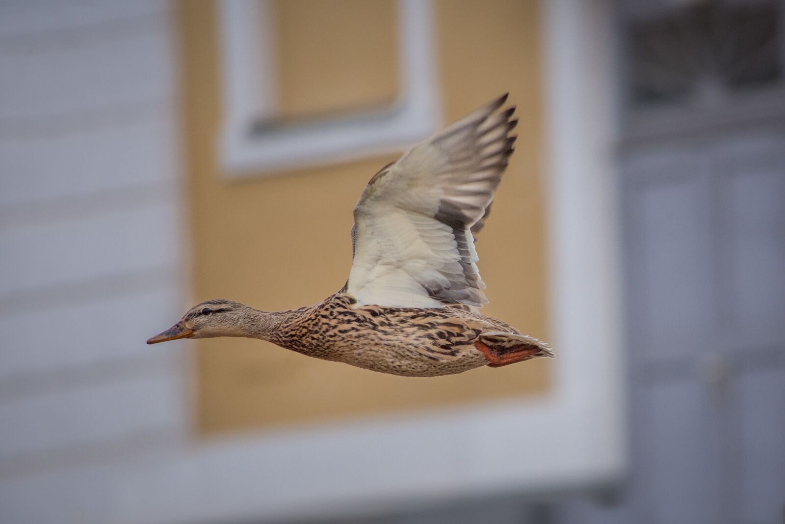 Nikon D7200 sample photo. Ducks, mallards, landscape photography