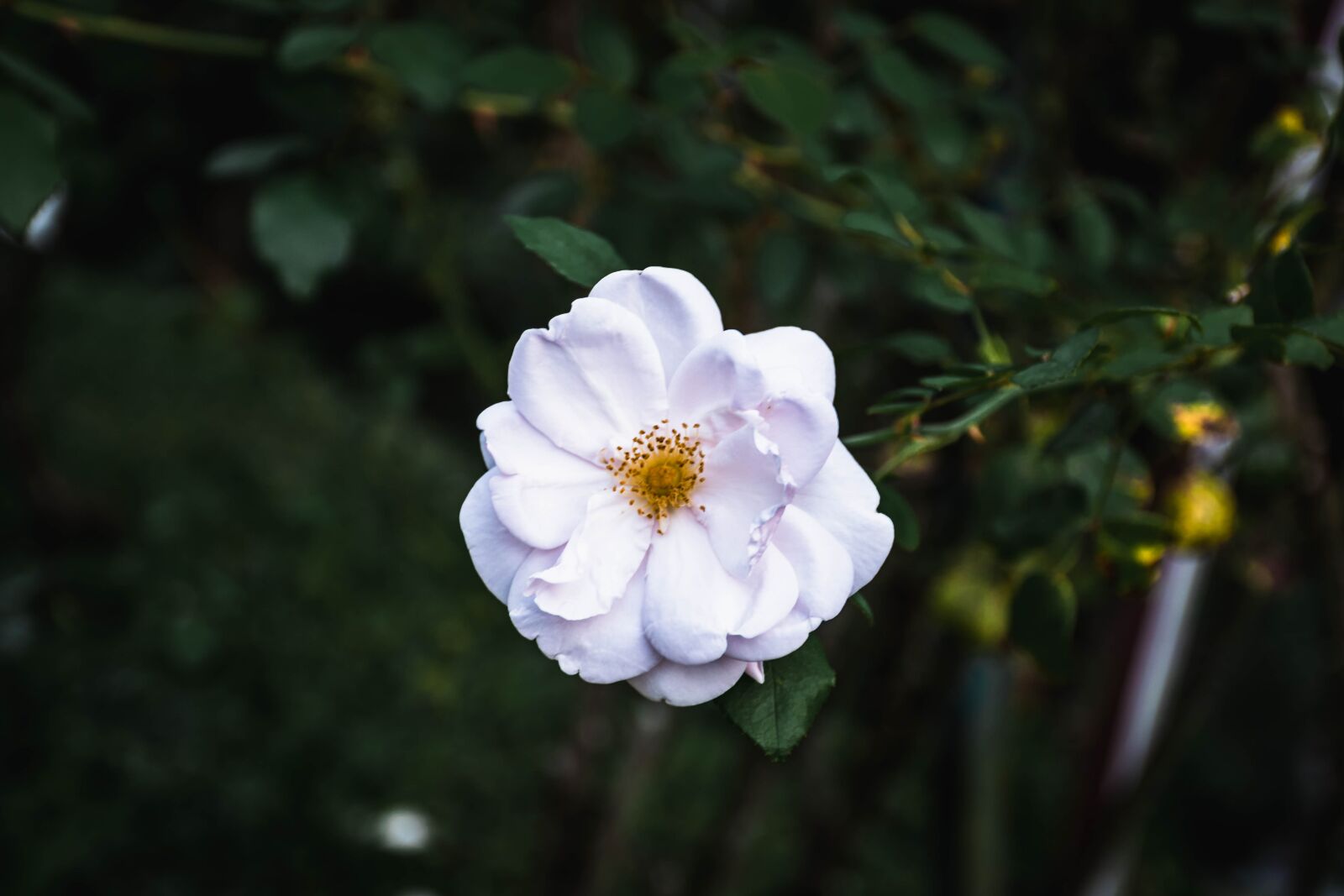 Nikon D5300 sample photo. Flower, nature, summer photography
