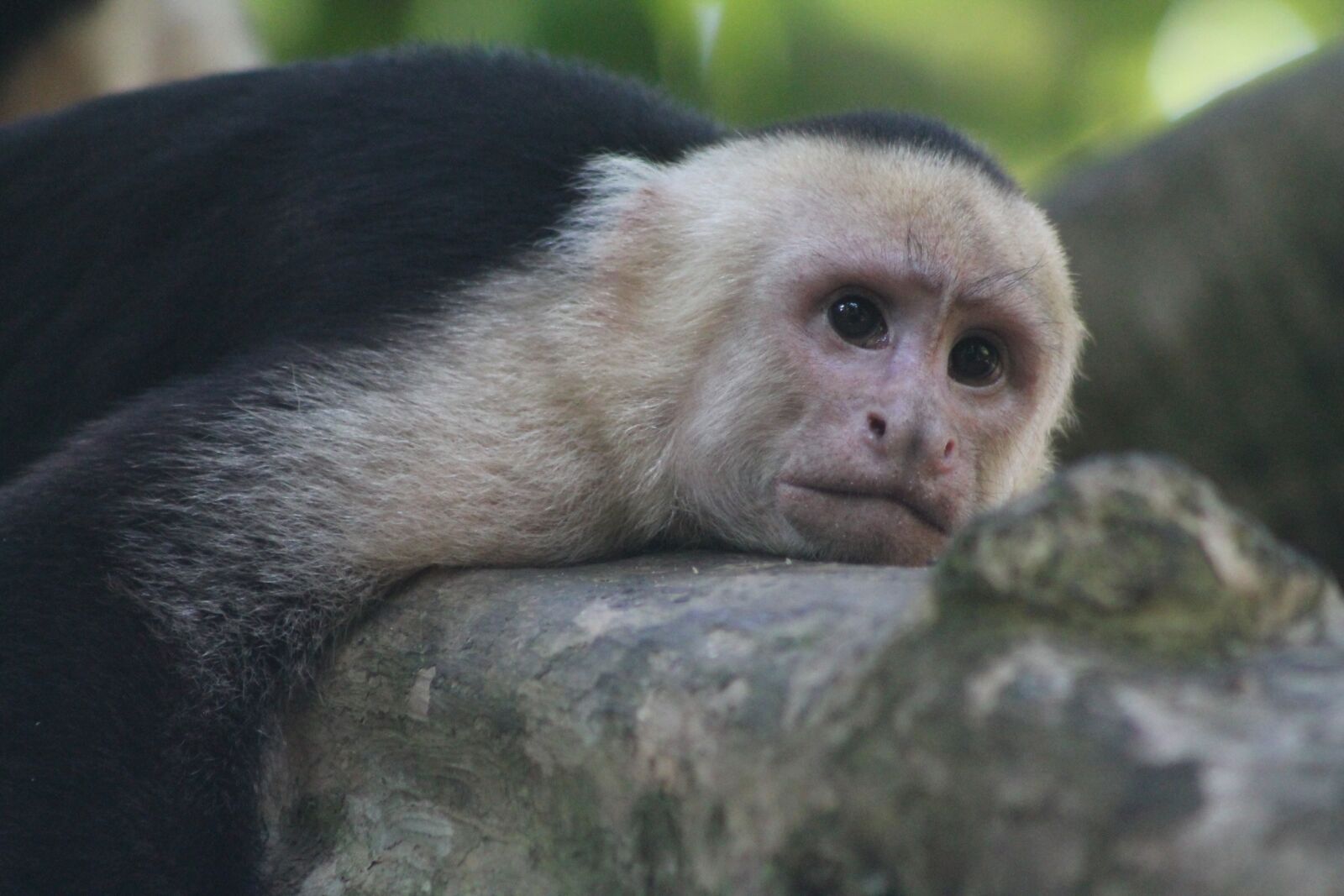 Canon EOS 1100D (EOS Rebel T3 / EOS Kiss X50) sample photo. Fauna, monkey, mammal photography