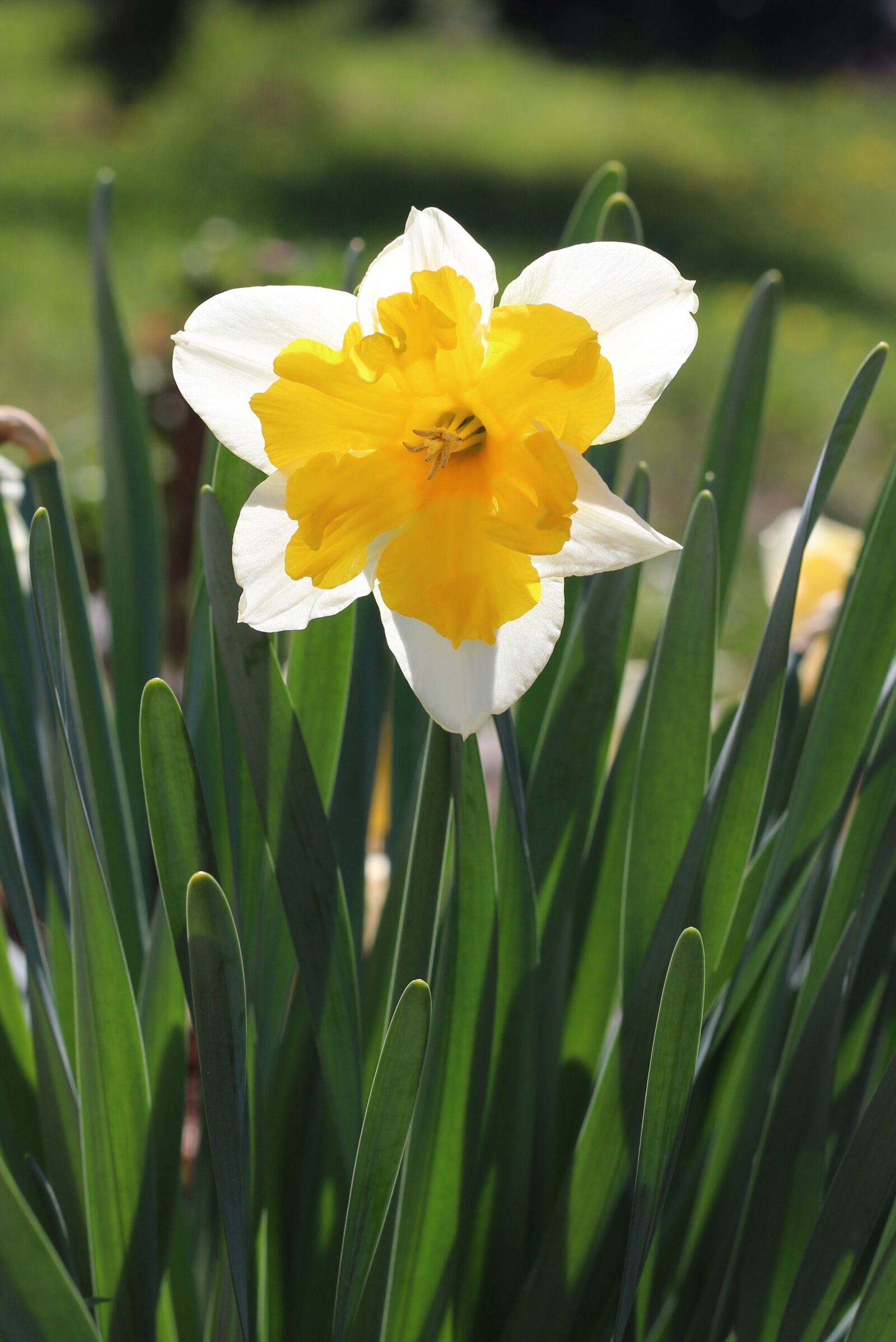 Canon EOS 700D (EOS Rebel T5i / EOS Kiss X7i) sample photo. Daffodils, white flower, flower photography