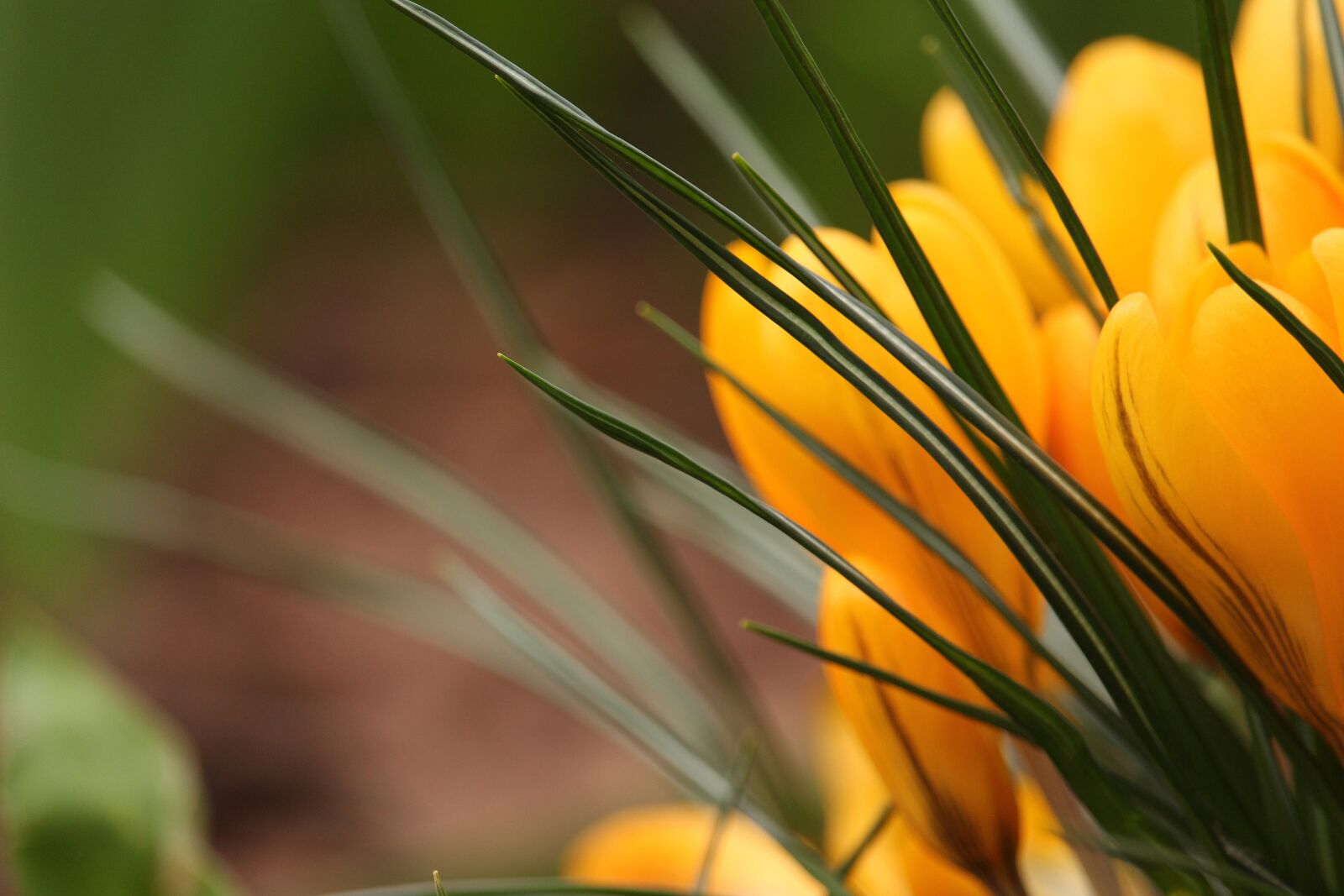 Canon EF-S 55-250mm F4-5.6 IS STM sample photo. Crocus, fr hlingsbl her photography