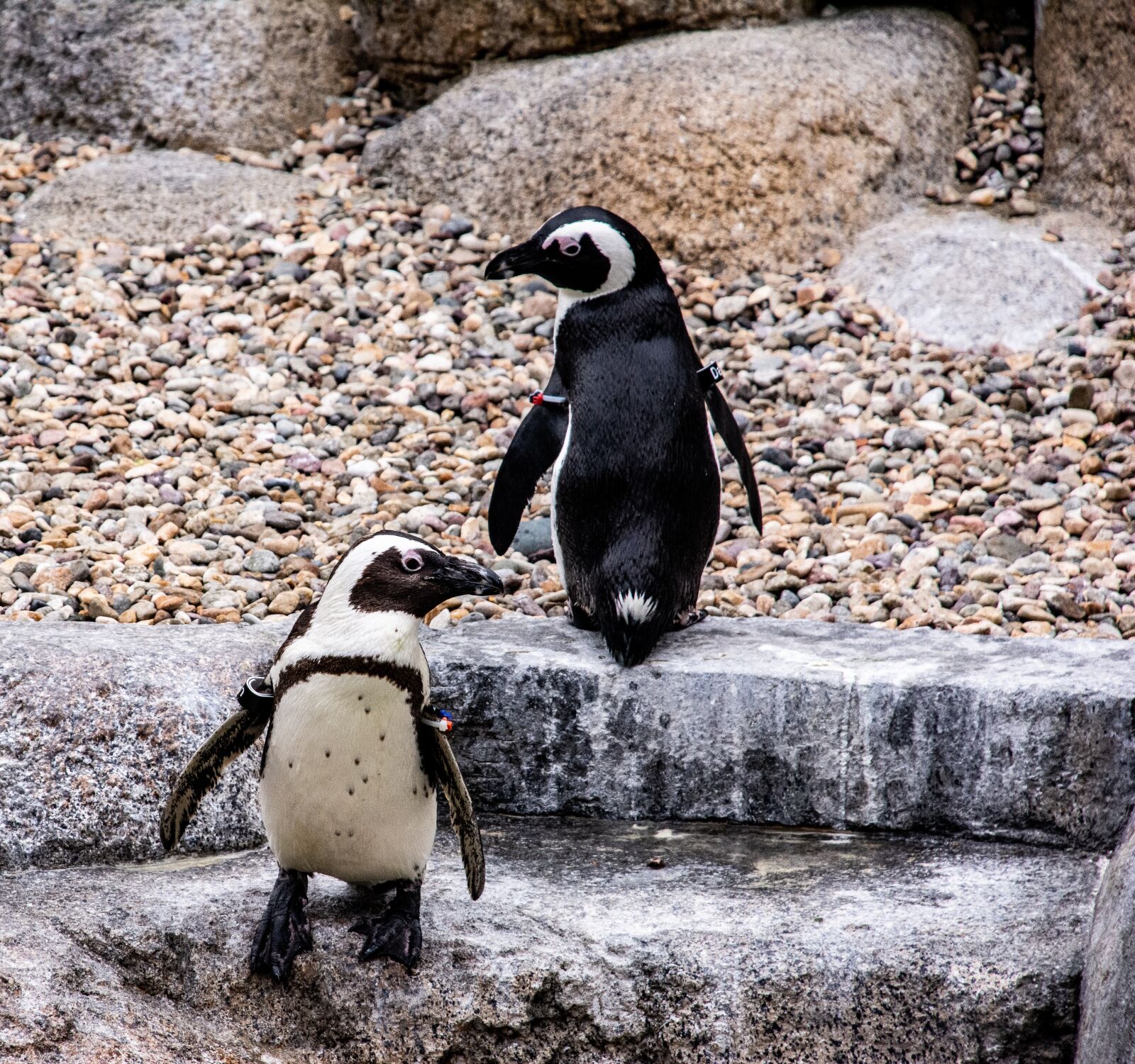 Nikon D7100 sample photo. Penguins, animals, birds photography