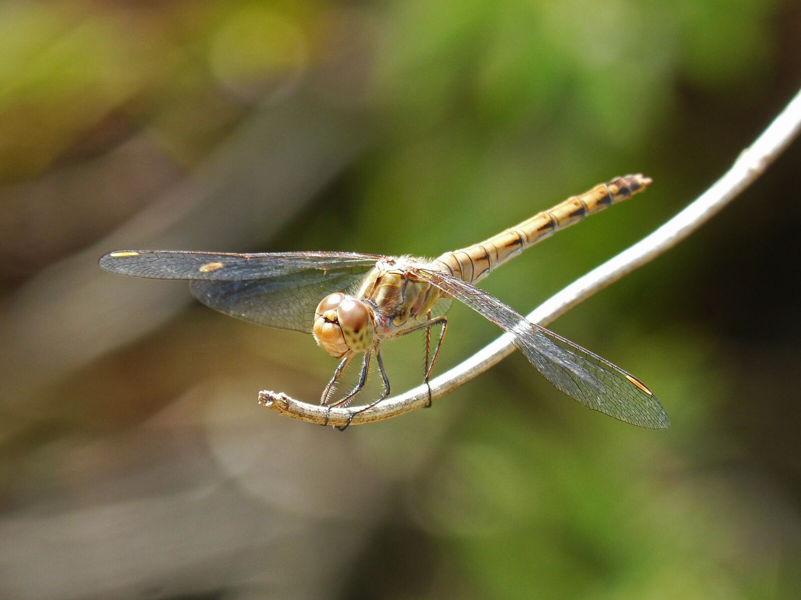 Panasonic DMC-FZ62 sample photo. Dragonfly, sympetrum striolatum, winged photography
