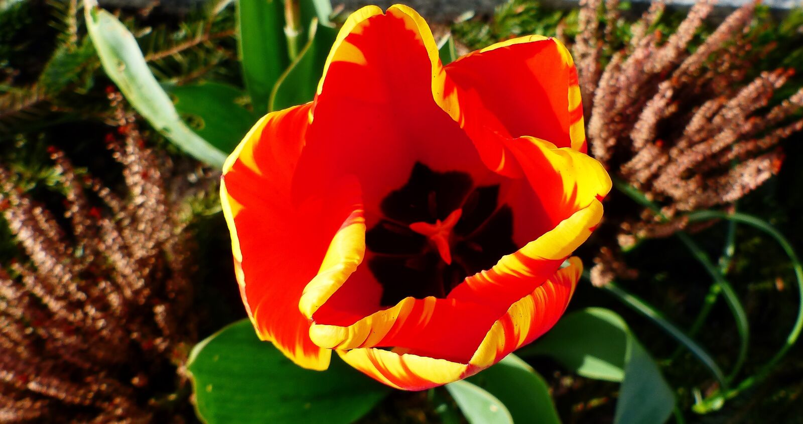 Panasonic Lumix DMC-FZ200 sample photo. Nature, flower, plant photography