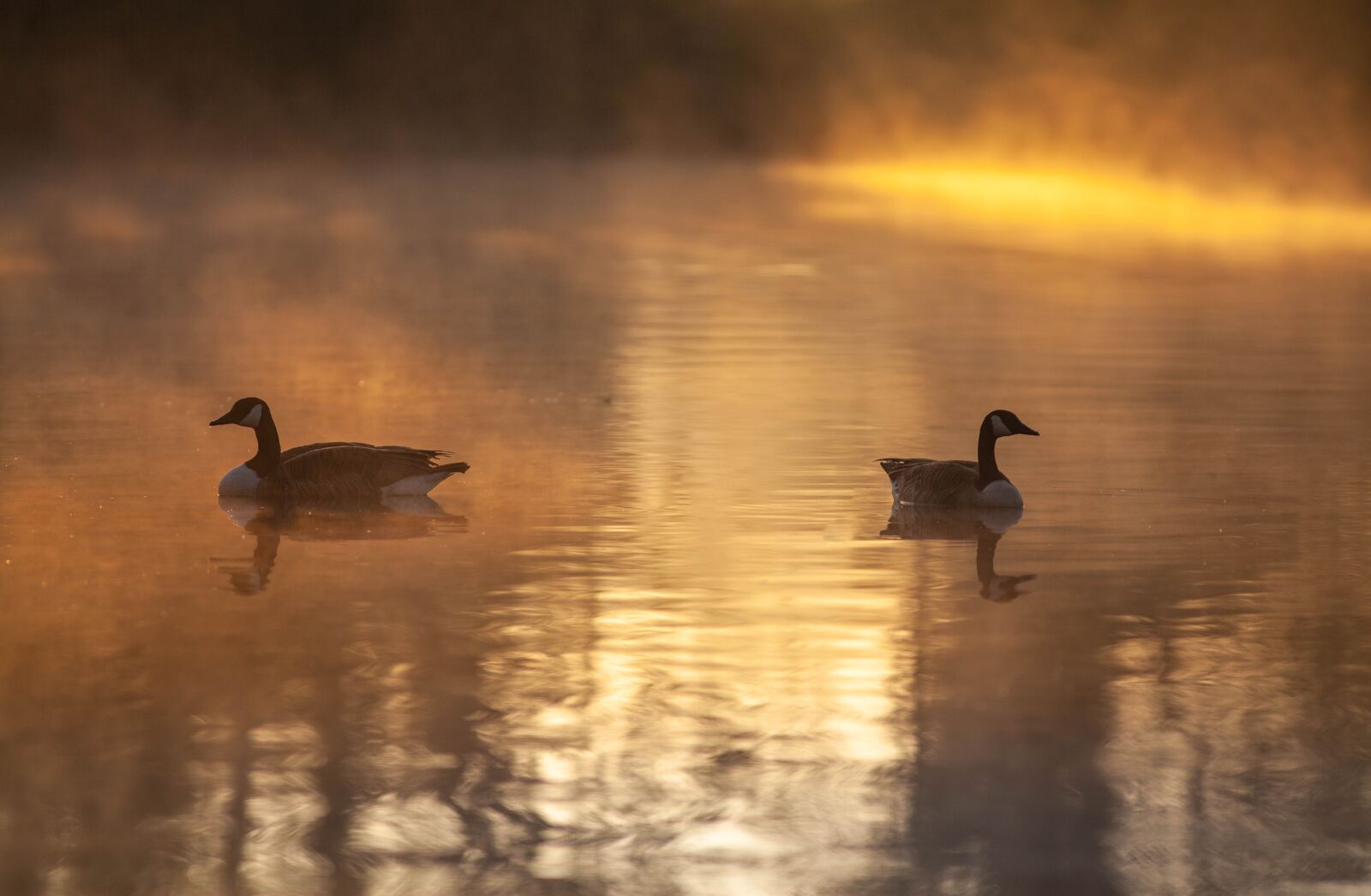 Canon EOS 5D Mark II + Canon EF 300mm F4L IS USM sample photo. Geese, waterfowl, sunrise photography