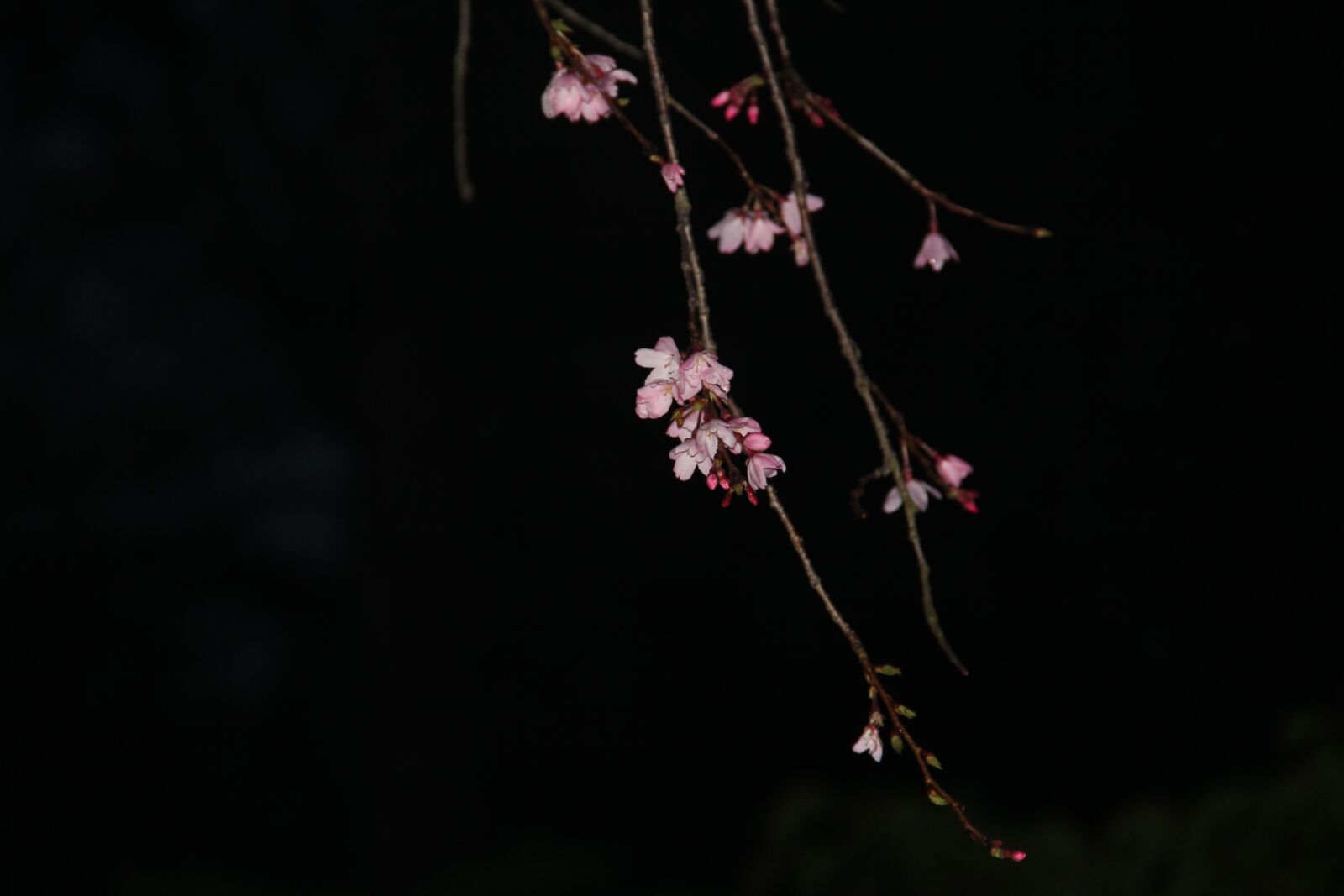 Canon EF-S 18-135mm F3.5-5.6 IS sample photo. Night sakura, pink, cherry photography