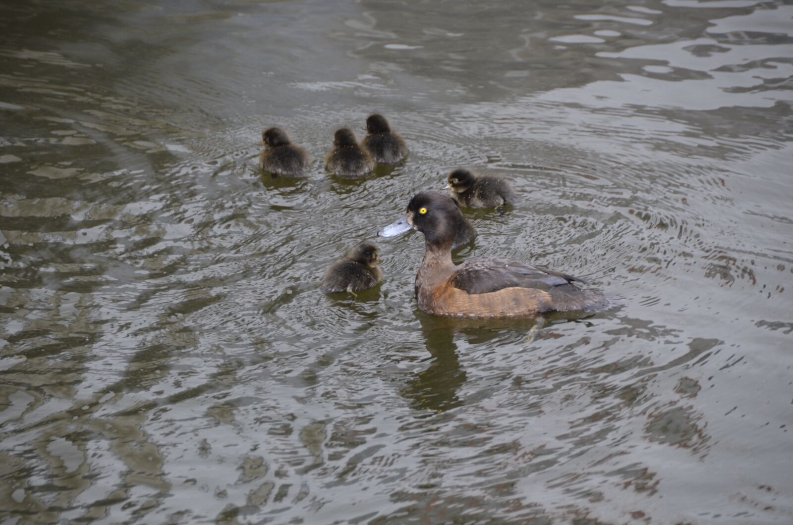 Nikon D5100 sample photo. Tufted duck, chicks, hamburg photography