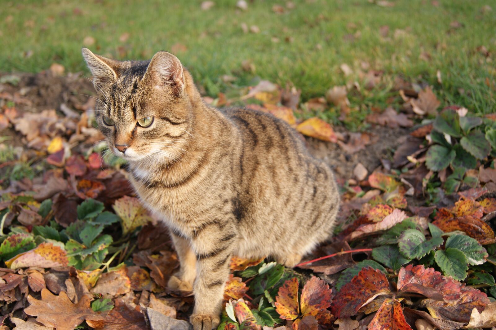 Sony Alpha DSLR-A390 sample photo. Cat, autumn, grass photography