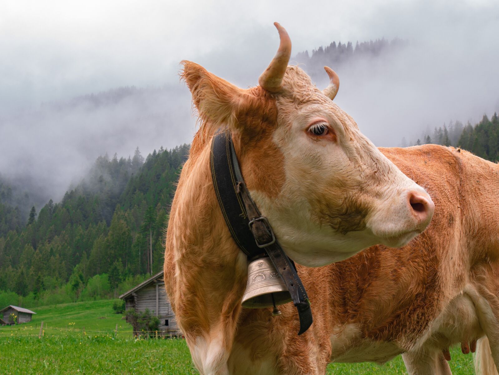 Panasonic DMC-G81 sample photo. Cow, weidetier, livestock photography