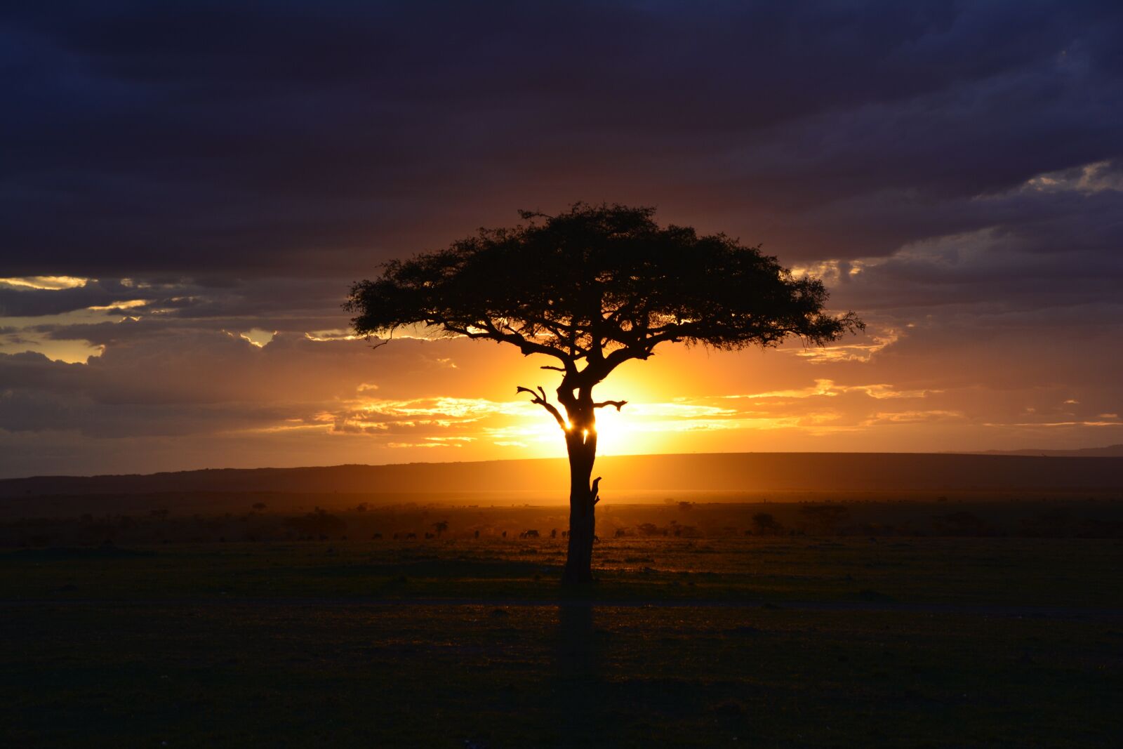 Nikon D5200 sample photo. Africa, sunset, safari photography