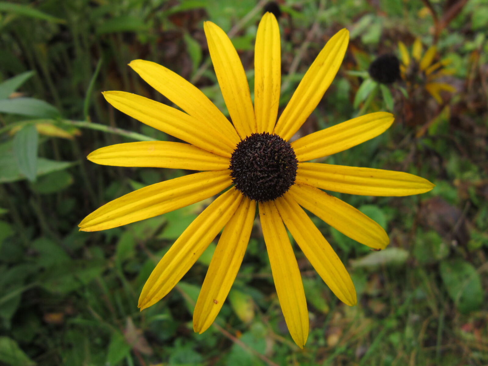 Canon PowerShot A3300 IS sample photo. Autumn, flowers, flower, garden photography