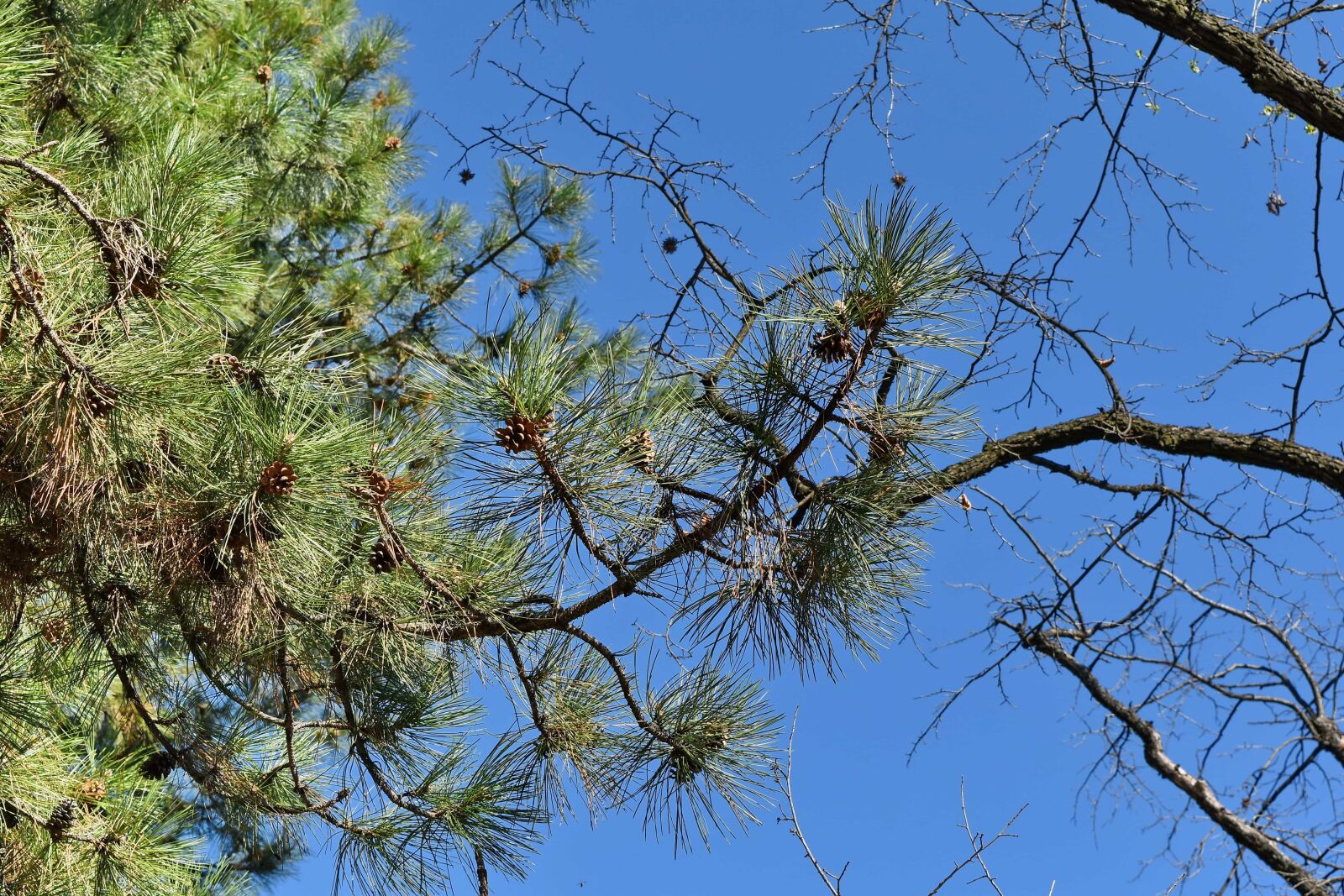 Nikon D5500 sample photo. Branch, plant, nature, tree photography