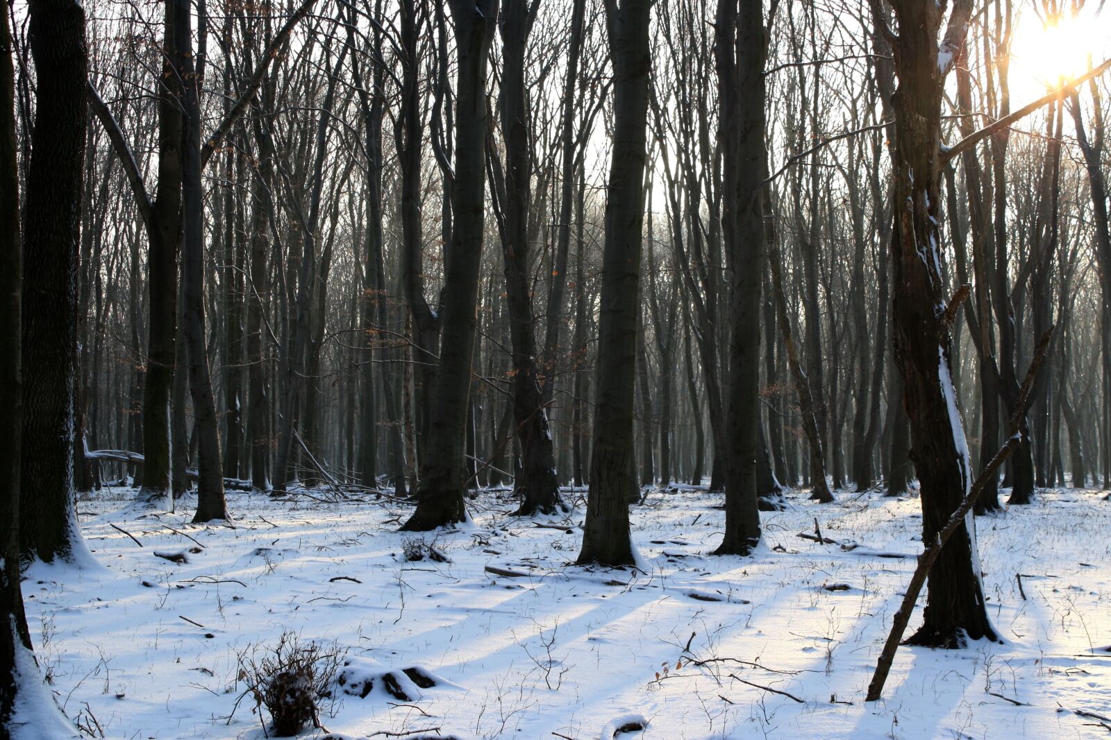 Canon EOS 1000D (EOS Digital Rebel XS / EOS Kiss F) sample photo. Nature, winter, snow photography