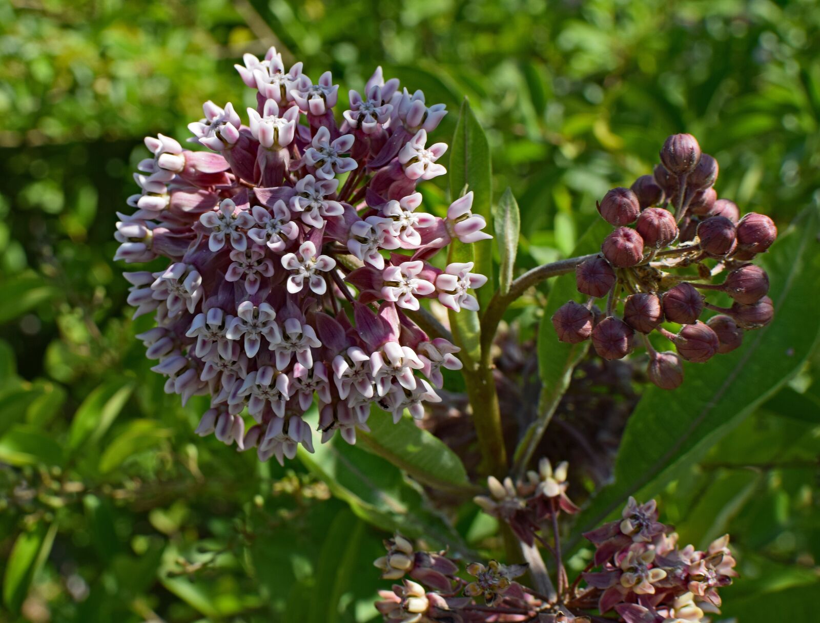 Nikon D3300 sample photo. Milkweed, flower, blossom photography