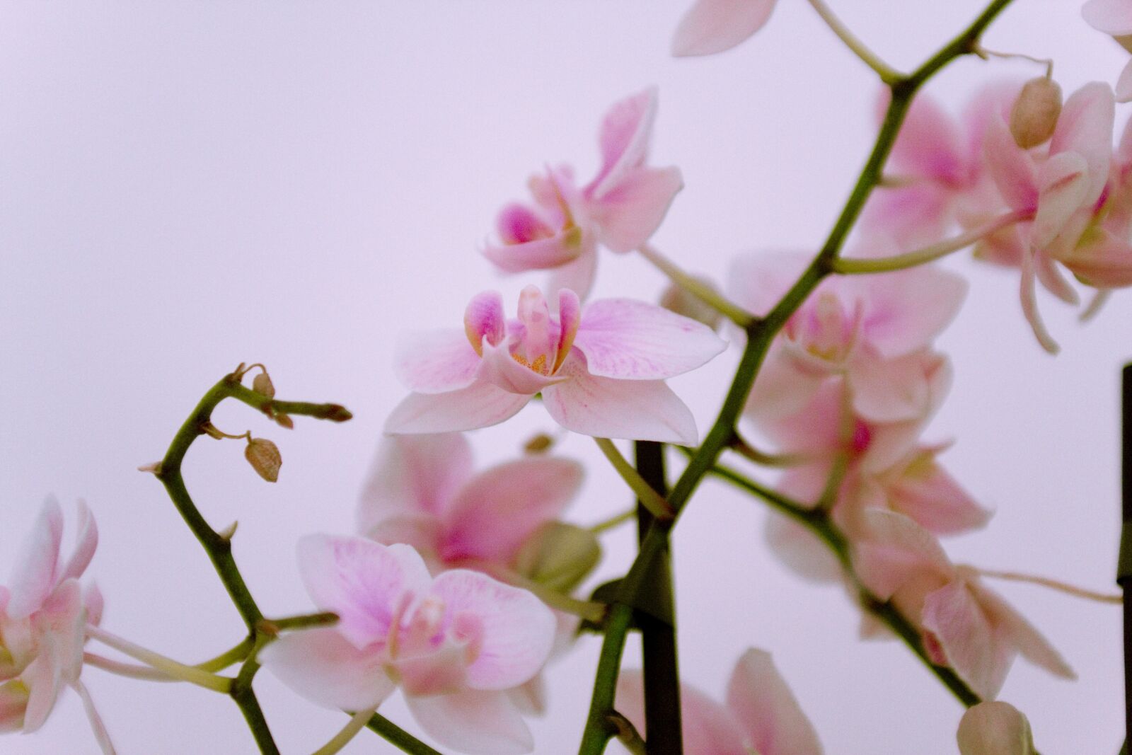 Canon EOS 40D sample photo. Orchis, flower, flowers photography