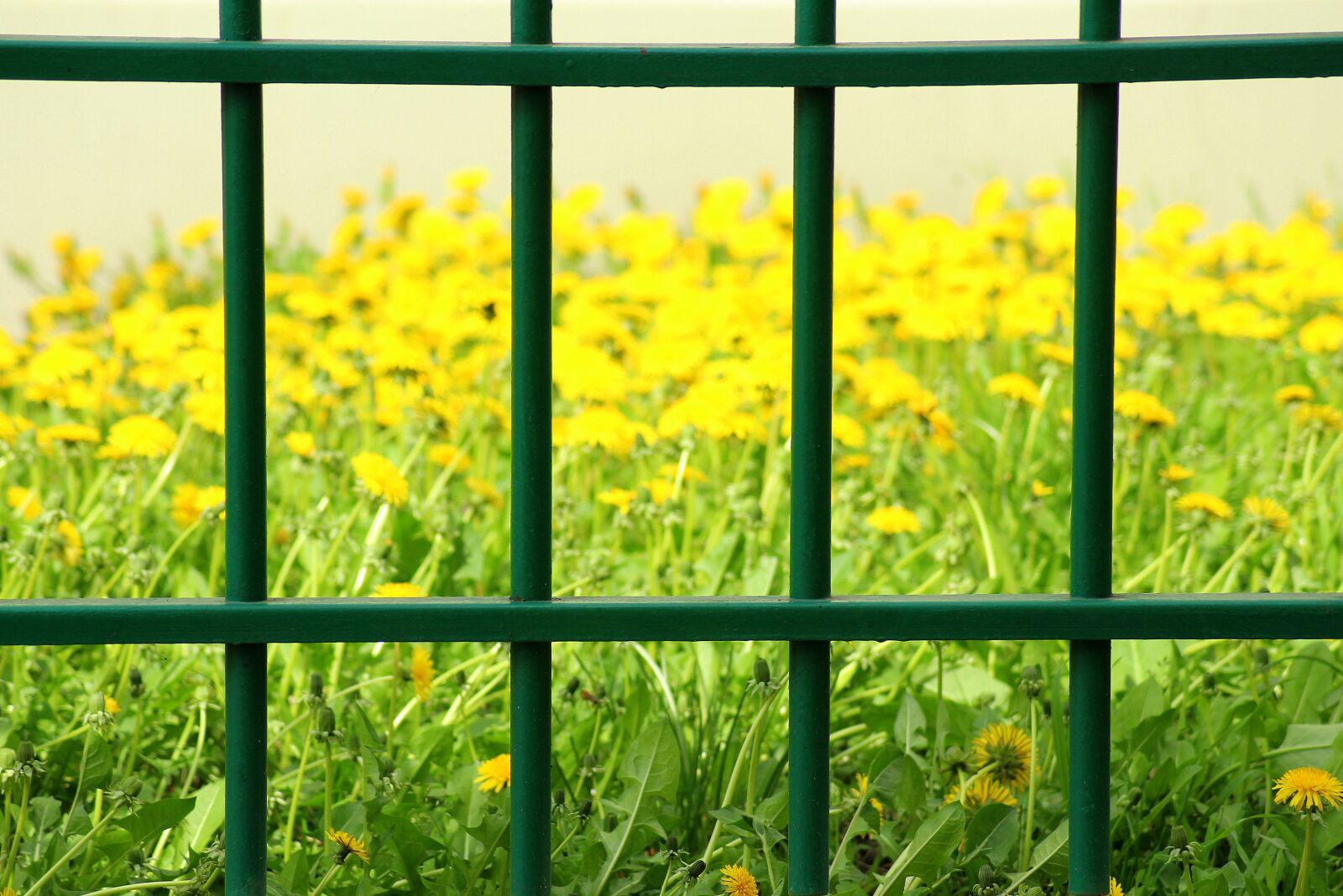 Canon EOS 1200D (EOS Rebel T5 / EOS Kiss X70 / EOS Hi) sample photo. Fencing, trellis, landscape photography