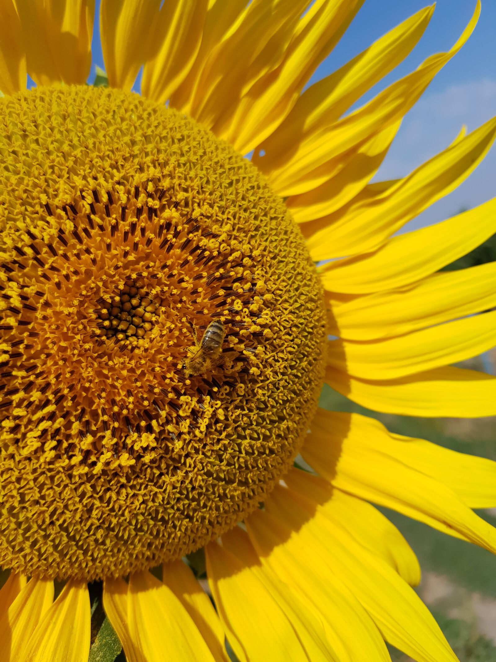Samsung Galaxy S8+ sample photo. Sunflower, august, yellow photography