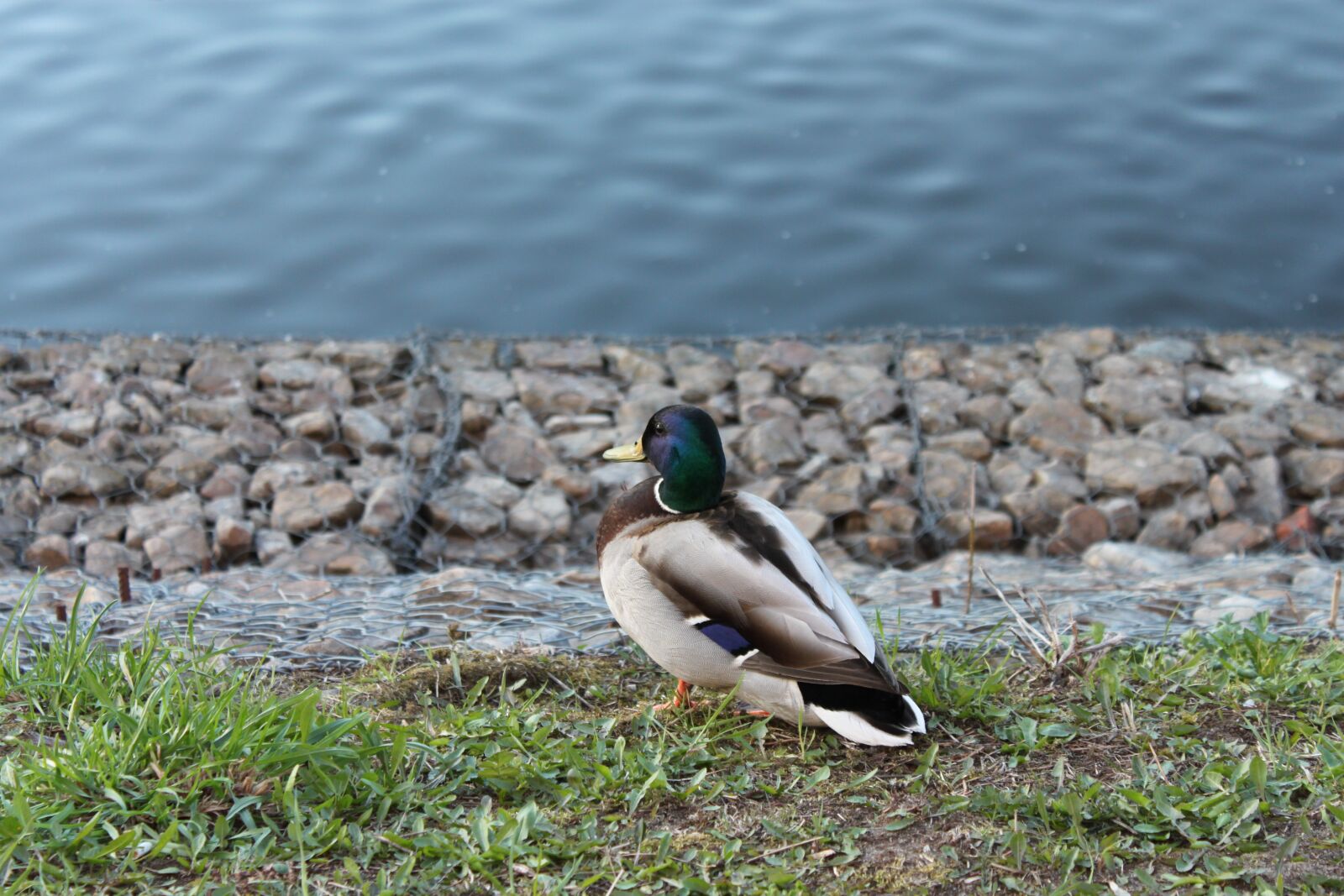 Canon EOS 500D (EOS Rebel T1i / EOS Kiss X3) sample photo. Duck, bird, animal photography