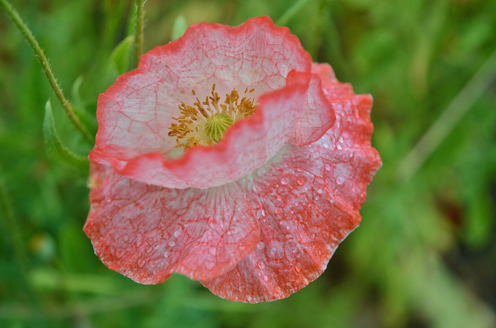 Nikon D7000 sample photo. Poppy, flower, natur photography