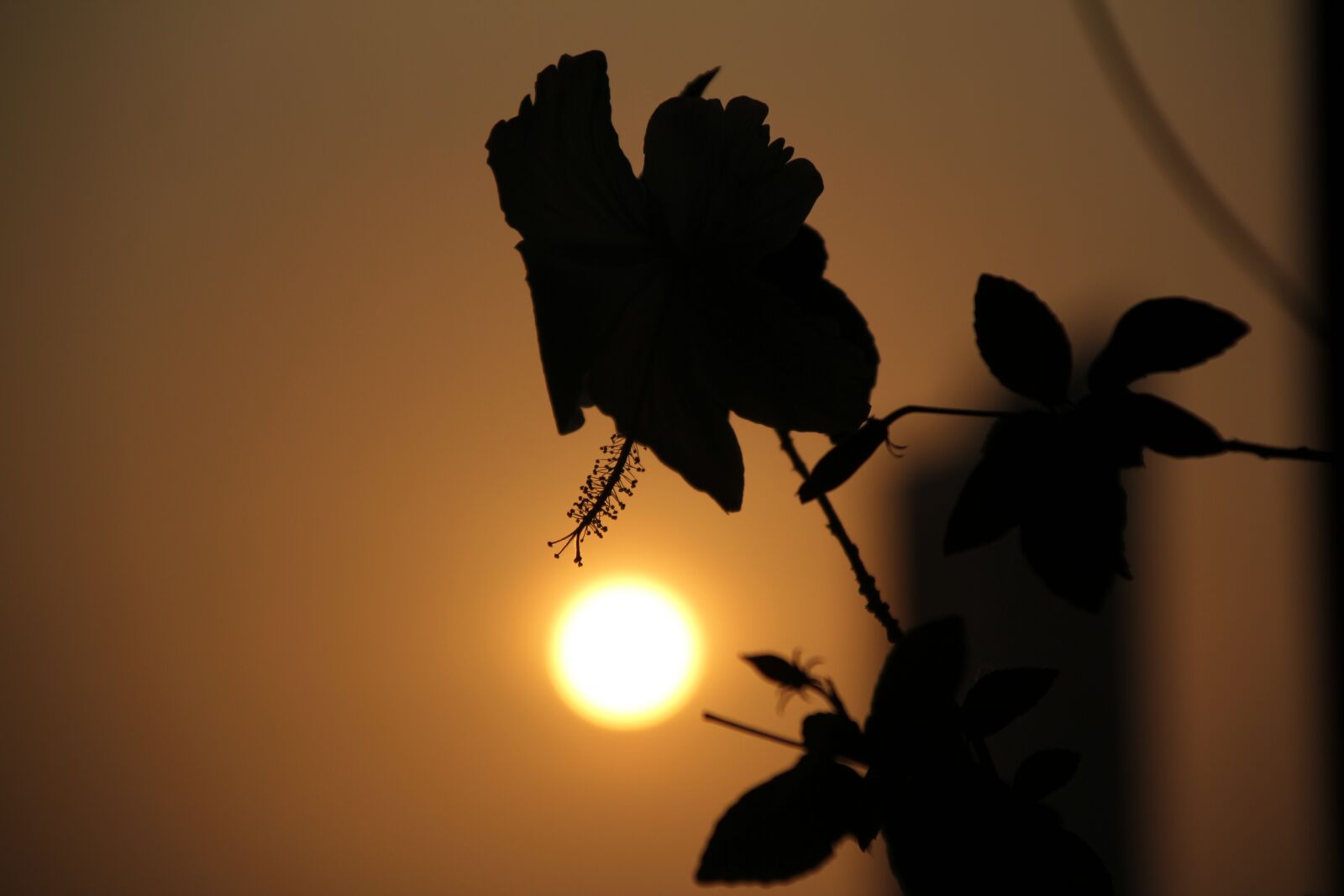 Canon EOS 550D (EOS Rebel T2i / EOS Kiss X4) sample photo. Silhouette, nature, sunset photography