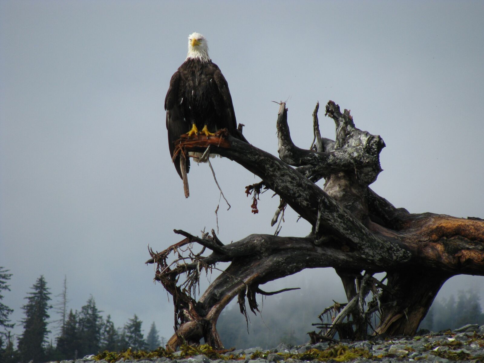 Canon POWERSHOT SX100 IS sample photo. Bald eagle, alaska, bird photography