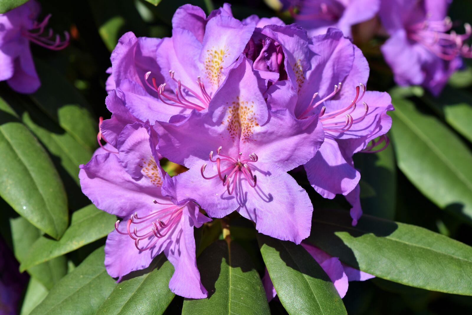 Nikon D7200 sample photo. Rhododendron, rhododendron buds, rhododedron photography