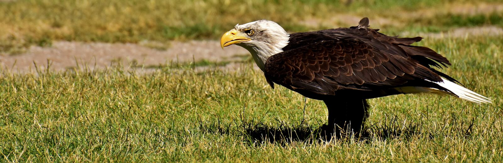 Nikon D7200 sample photo. Adler, bald eagles, bird photography