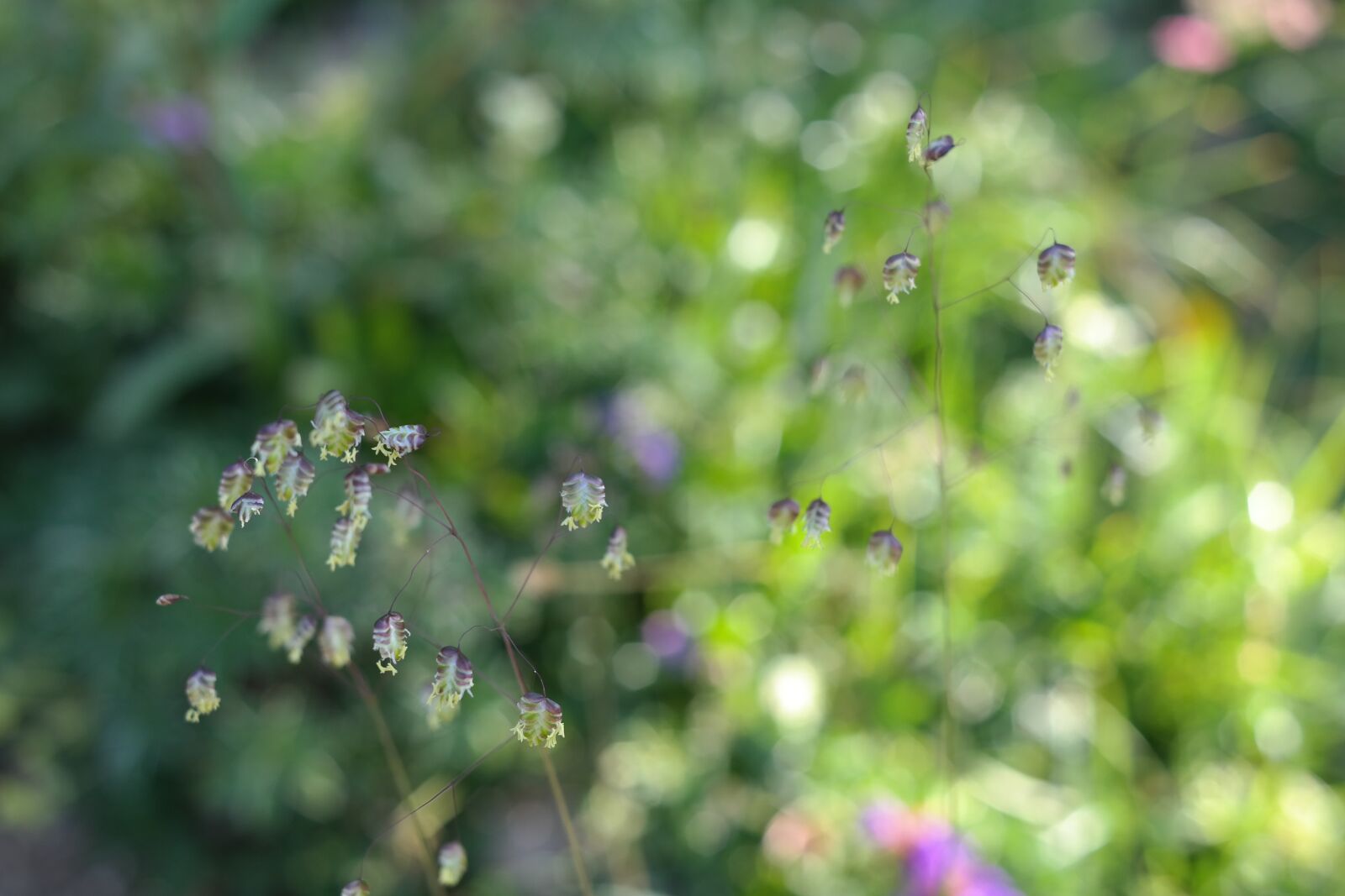 Samsung NX300 sample photo. Quaking grass, briza media photography