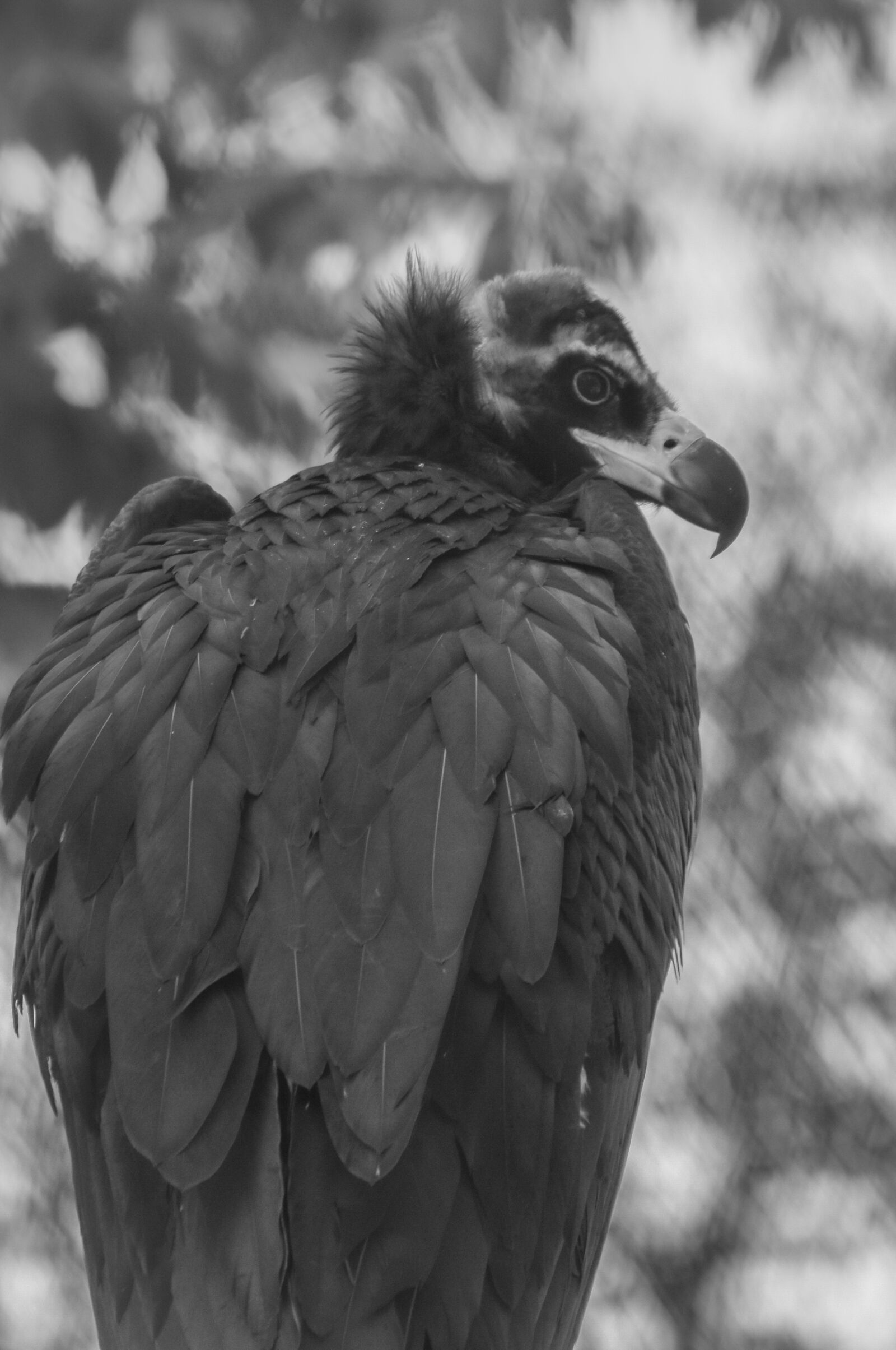Nikon D7200 sample photo. Bird, vulture, beak photography