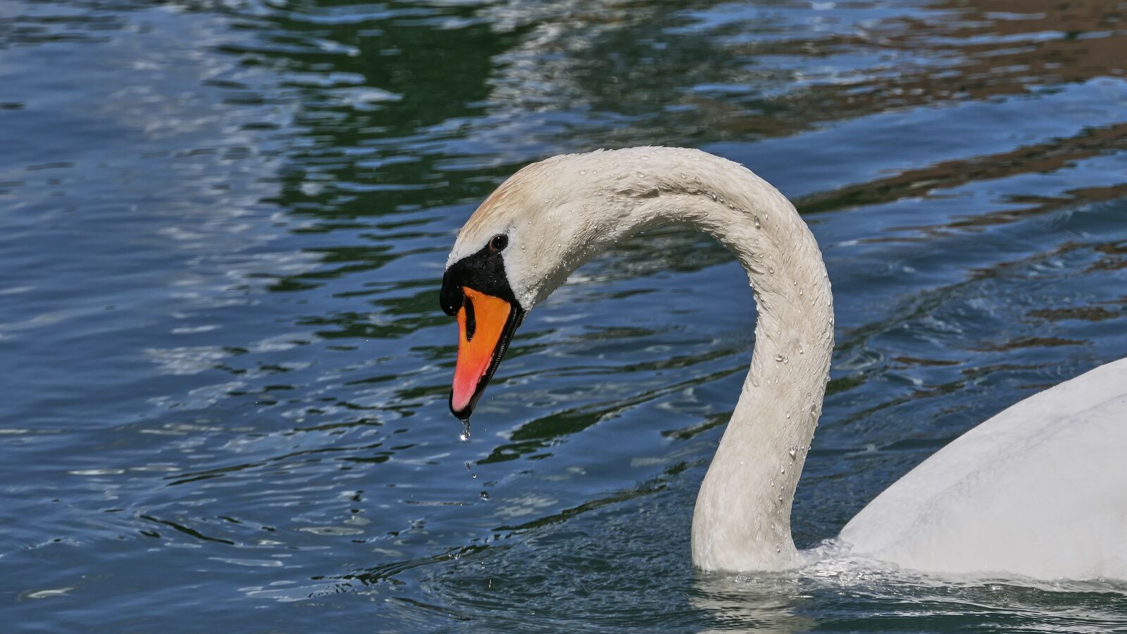 Panasonic Lumix DMC-FZ2500 (Lumix DMC-FZ2000) sample photo. Swans, water, water bird photography