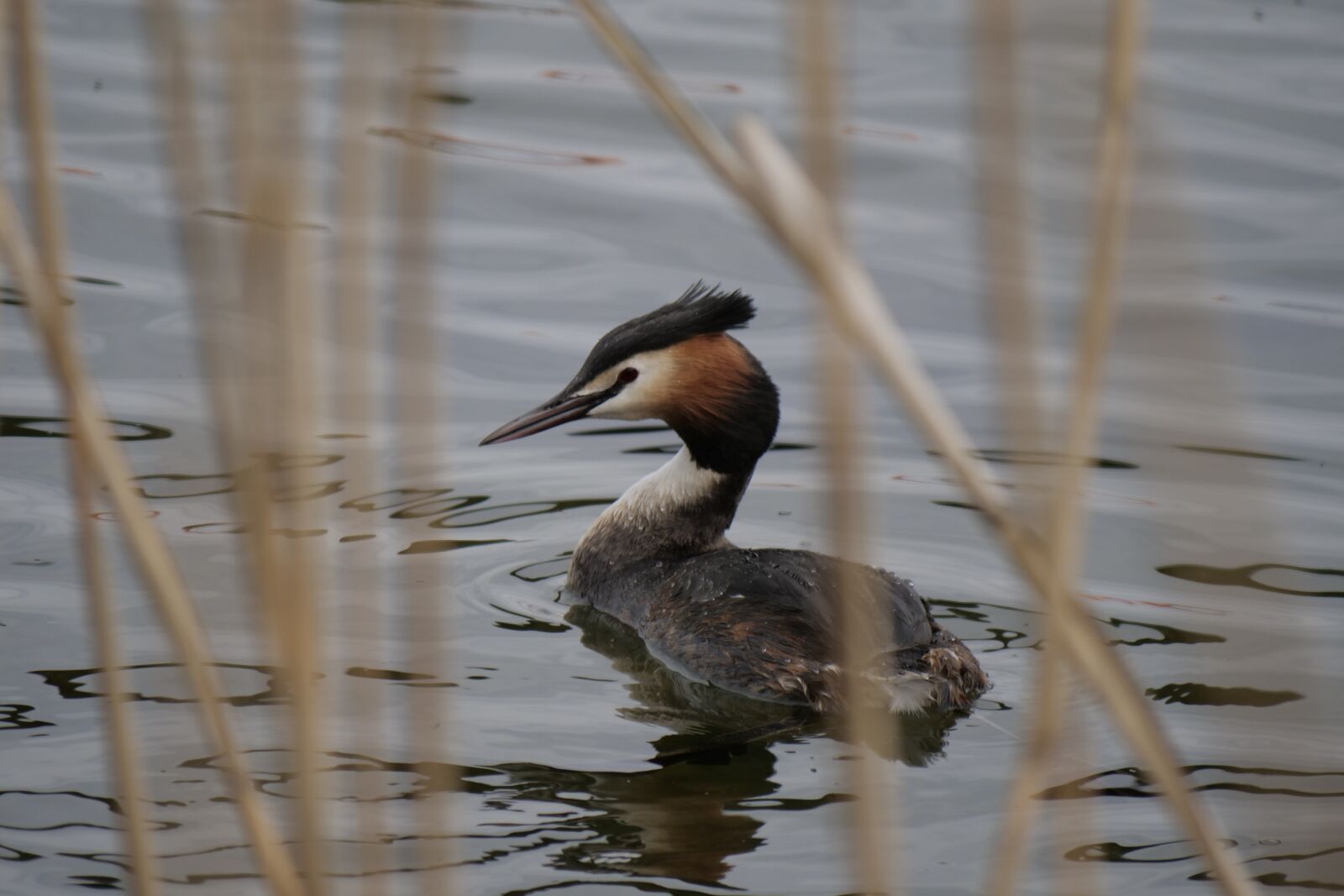 Panasonic Lumix DC-G9 sample photo. Great crested grebe, bird photography