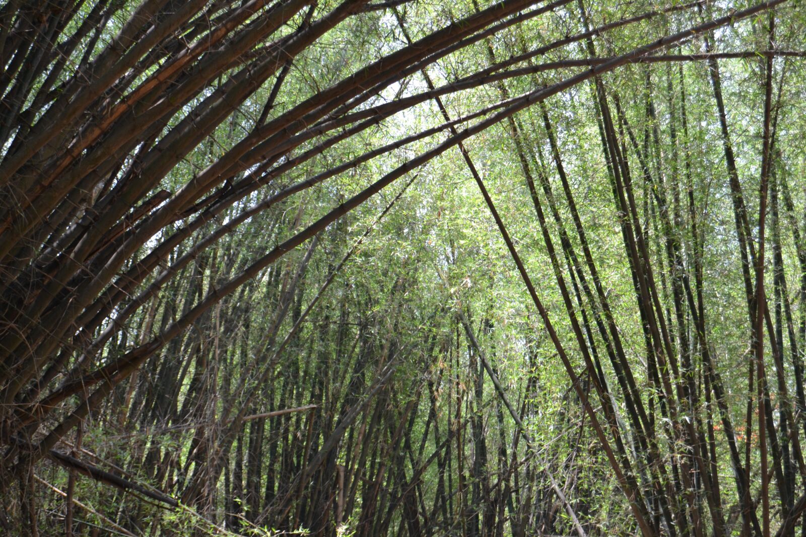 Nikon D3100 sample photo. Nature, park, bamboo photography