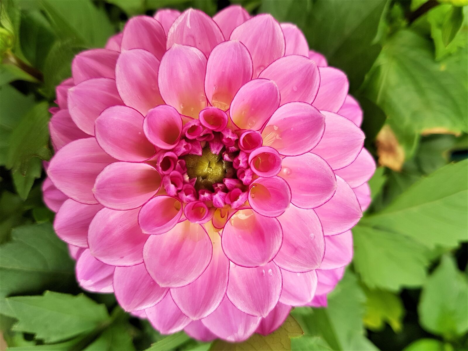 Samsung Galaxy S7 Edge sample photo. Dahlia, bloom, flower photography