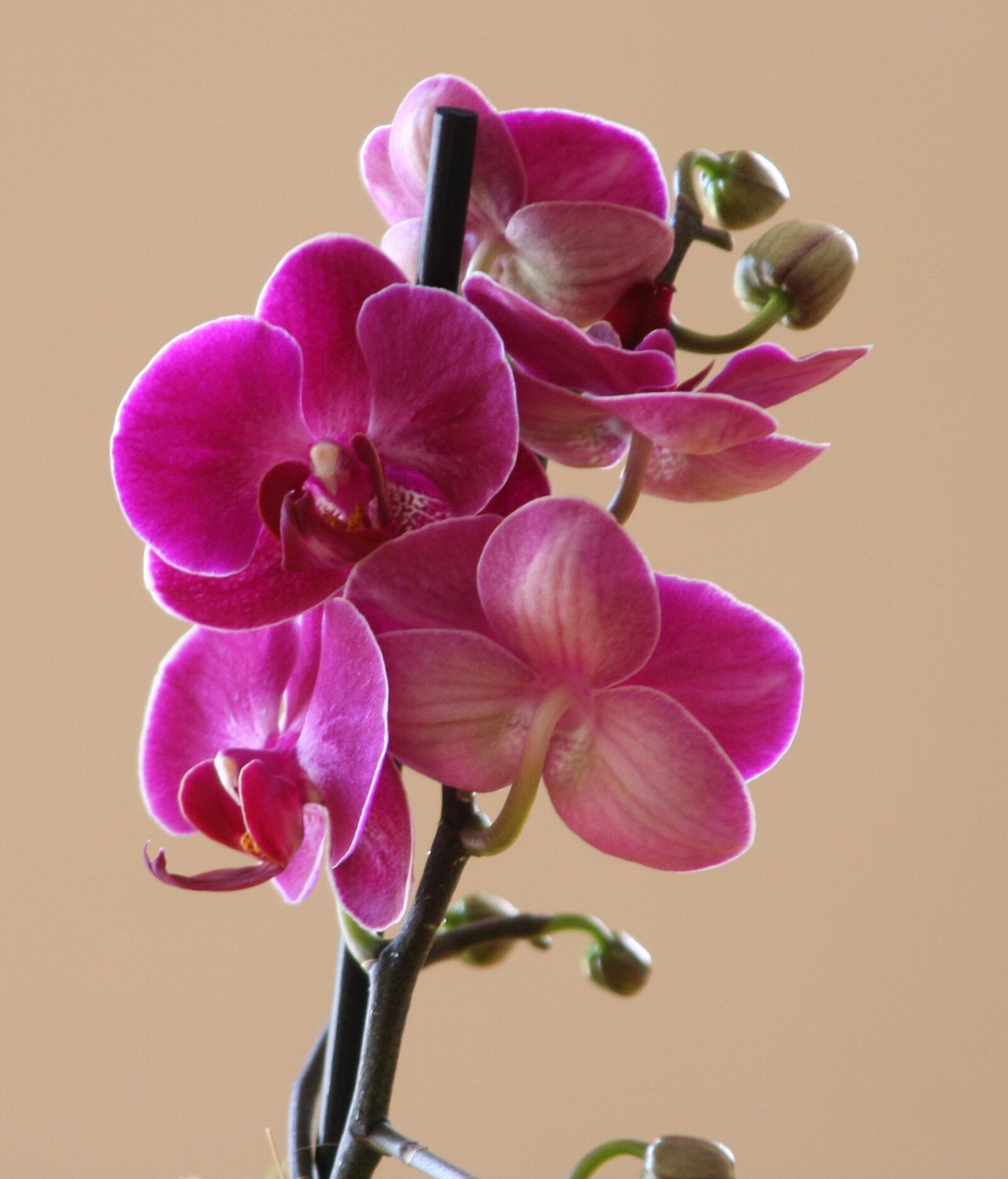 Canon EOS 350D (EOS Digital Rebel XT / EOS Kiss Digital N) sample photo. Phalaenopsis, petal, color photography