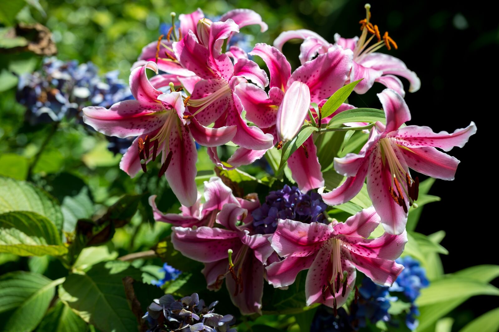 Nikon Df sample photo. Lilies, flowers, floral photography
