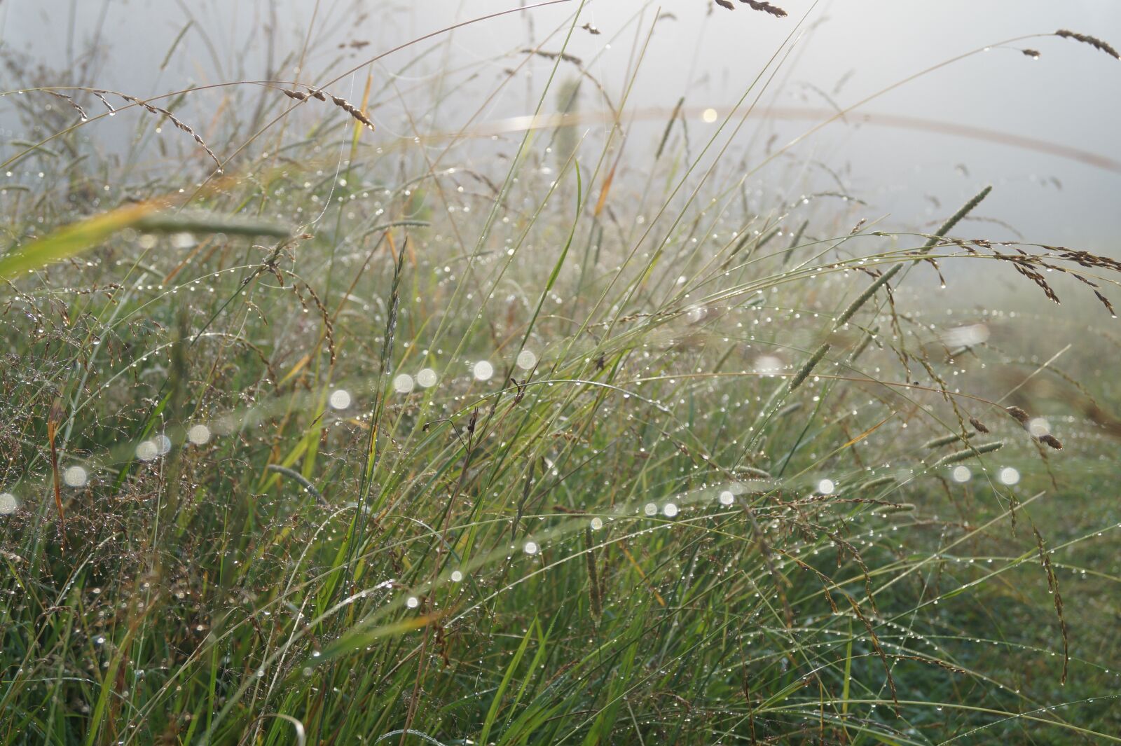 Sony DT 18-55mm F3.5-5.6 SAM II sample photo. In the morning, nature photography