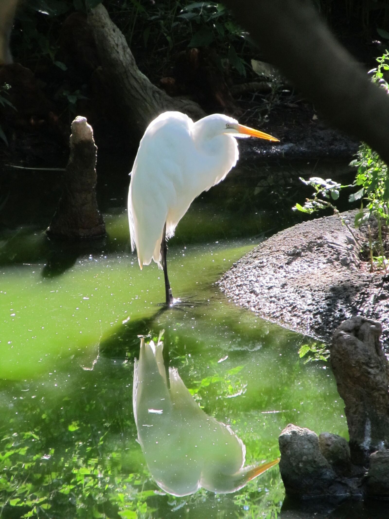 Canon PowerShot SX130 IS sample photo. Great egret, waterfowl, bird photography