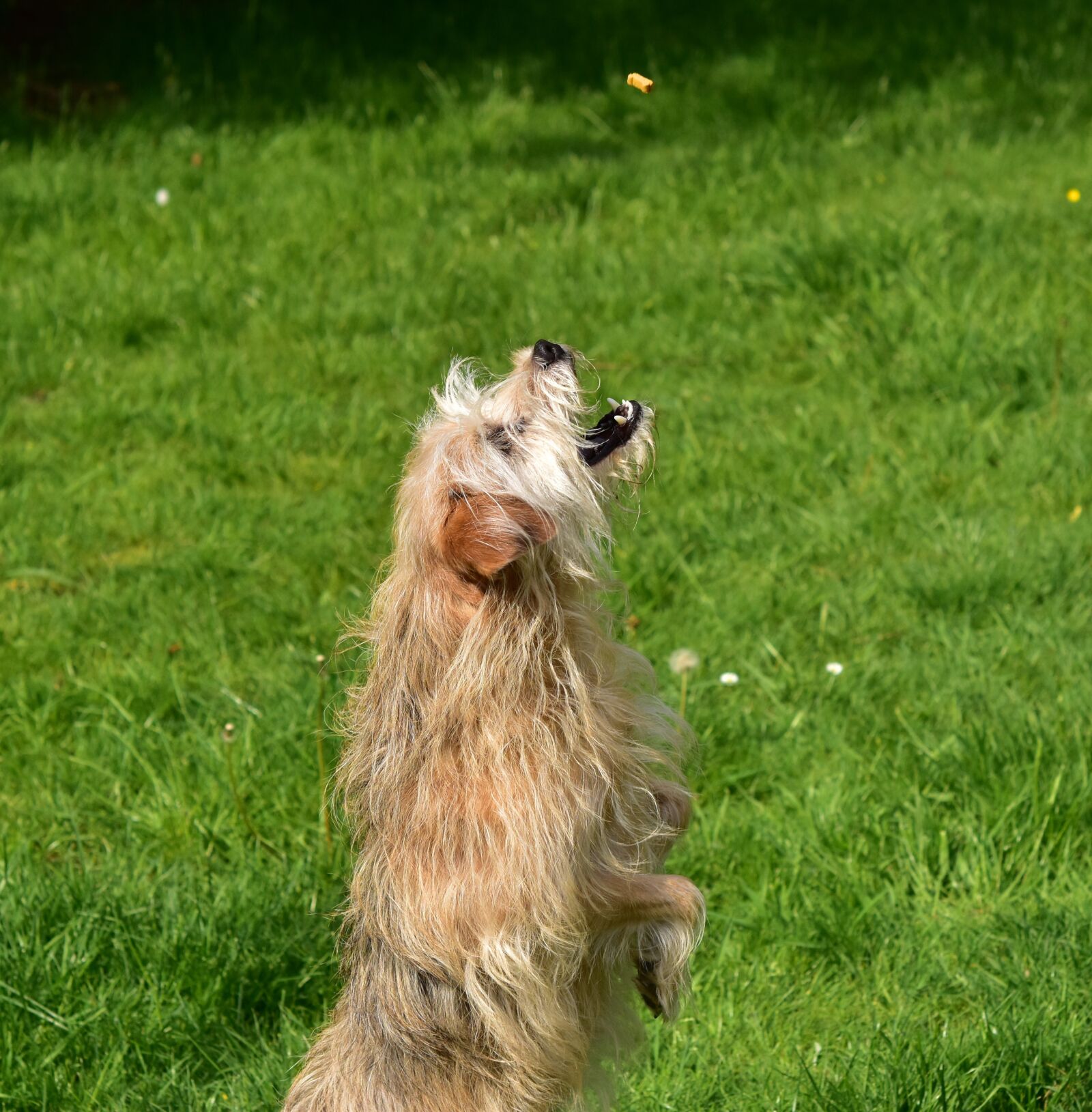 Nikon D5600 sample photo. Dog, hybrid, animal photography