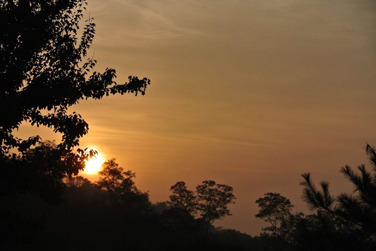 Nikon 1 Nikkor VR 30-110mm F3.8-5.6 sample photo. Sunrise, morning, wood photography