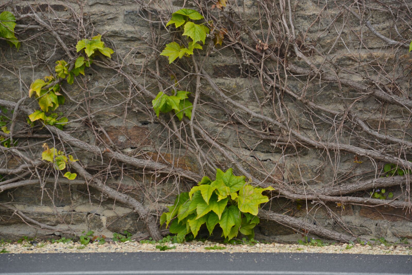 Nikon D5200 sample photo. Botanique, feuilles, lierre, grimpant photography
