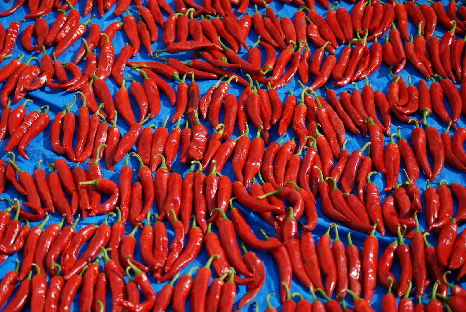 Nikon D200 sample photo. Pepper, solar, food photography