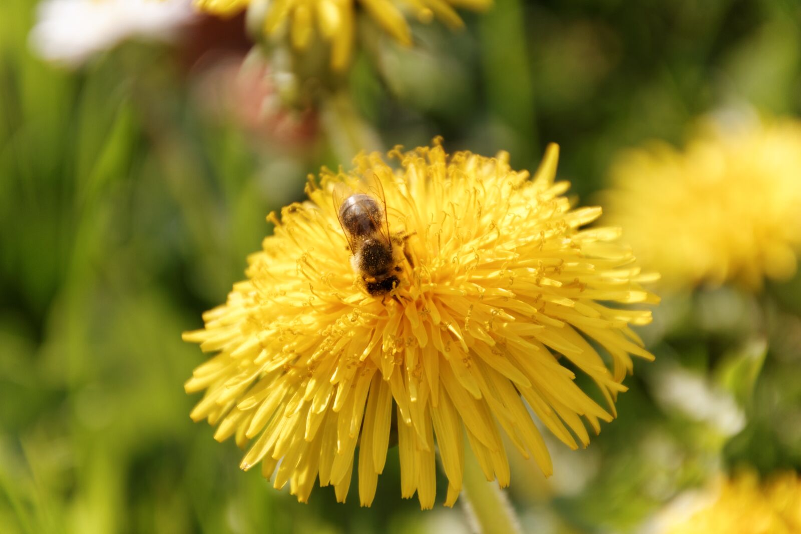 Canon EOS 550D (EOS Rebel T2i / EOS Kiss X4) sample photo. Bee, dandelion, yellow photography