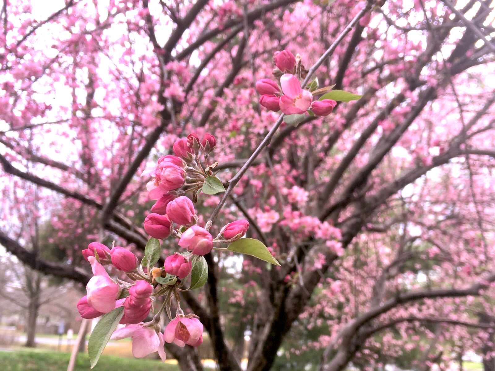 iPhone 5s back camera 4.15mm f/2.2 sample photo. Beautiful, flowers, cherry, blossom photography