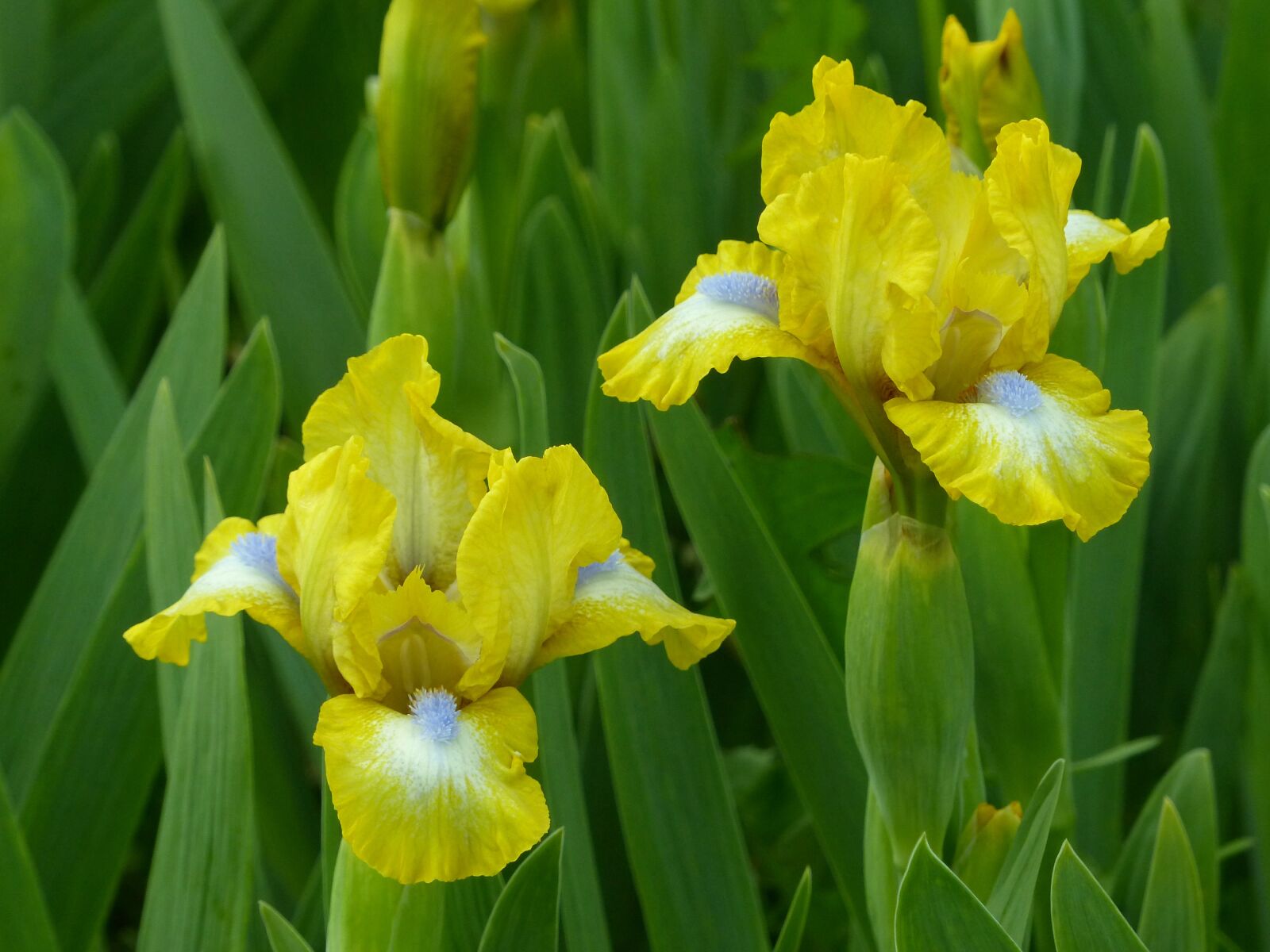 Panasonic Lumix DMC-FZ200 sample photo. Iris, flower, bloom photography