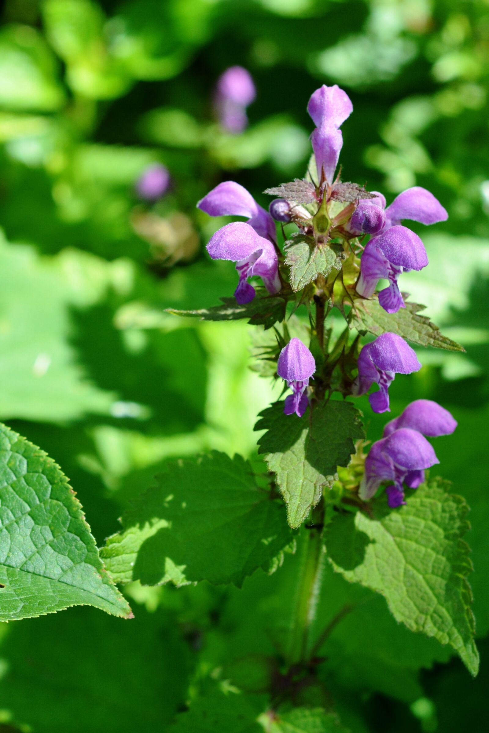 Nikon D5200 sample photo. Nettle pink, nettle, pink photography