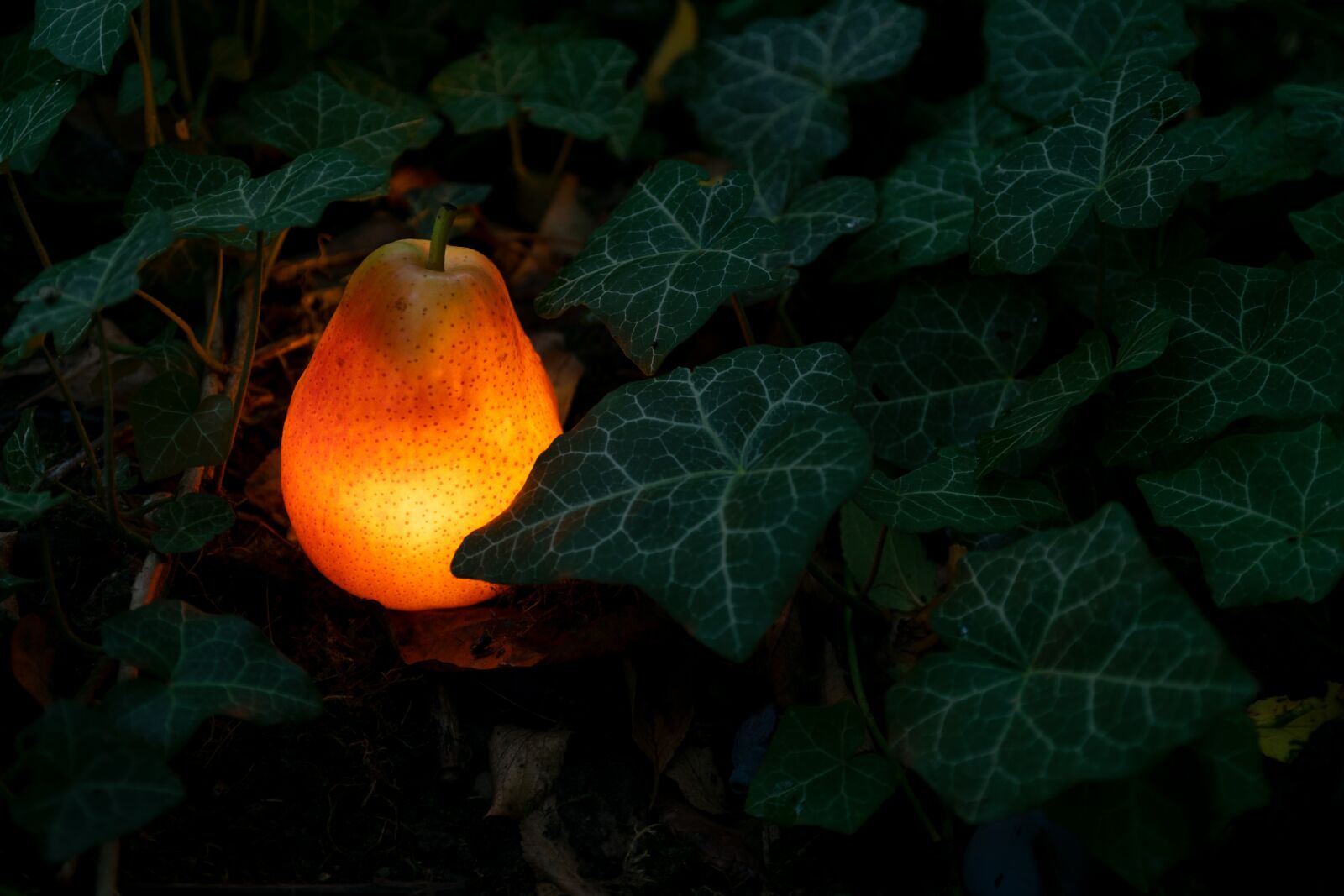 Nikon D5300 sample photo. Pear, light bulb, garden photography