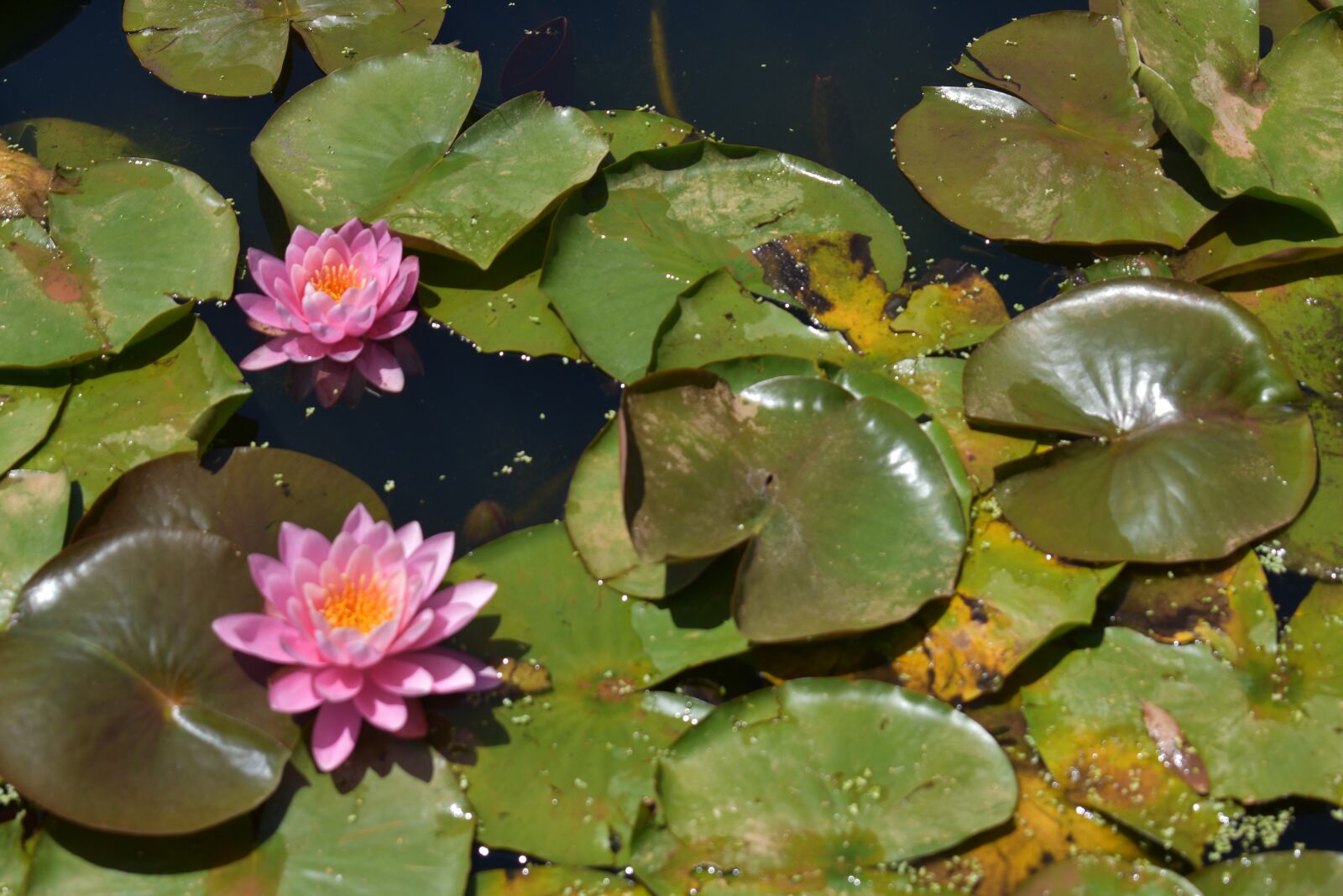 Nikon D3400 sample photo. Lotus, pink, pond photography