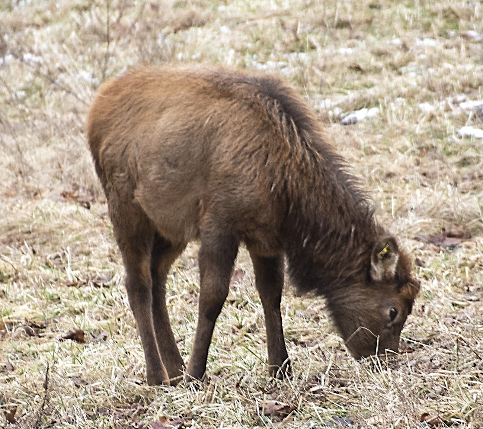 Nikon D850 sample photo. Elk, animal, young photography