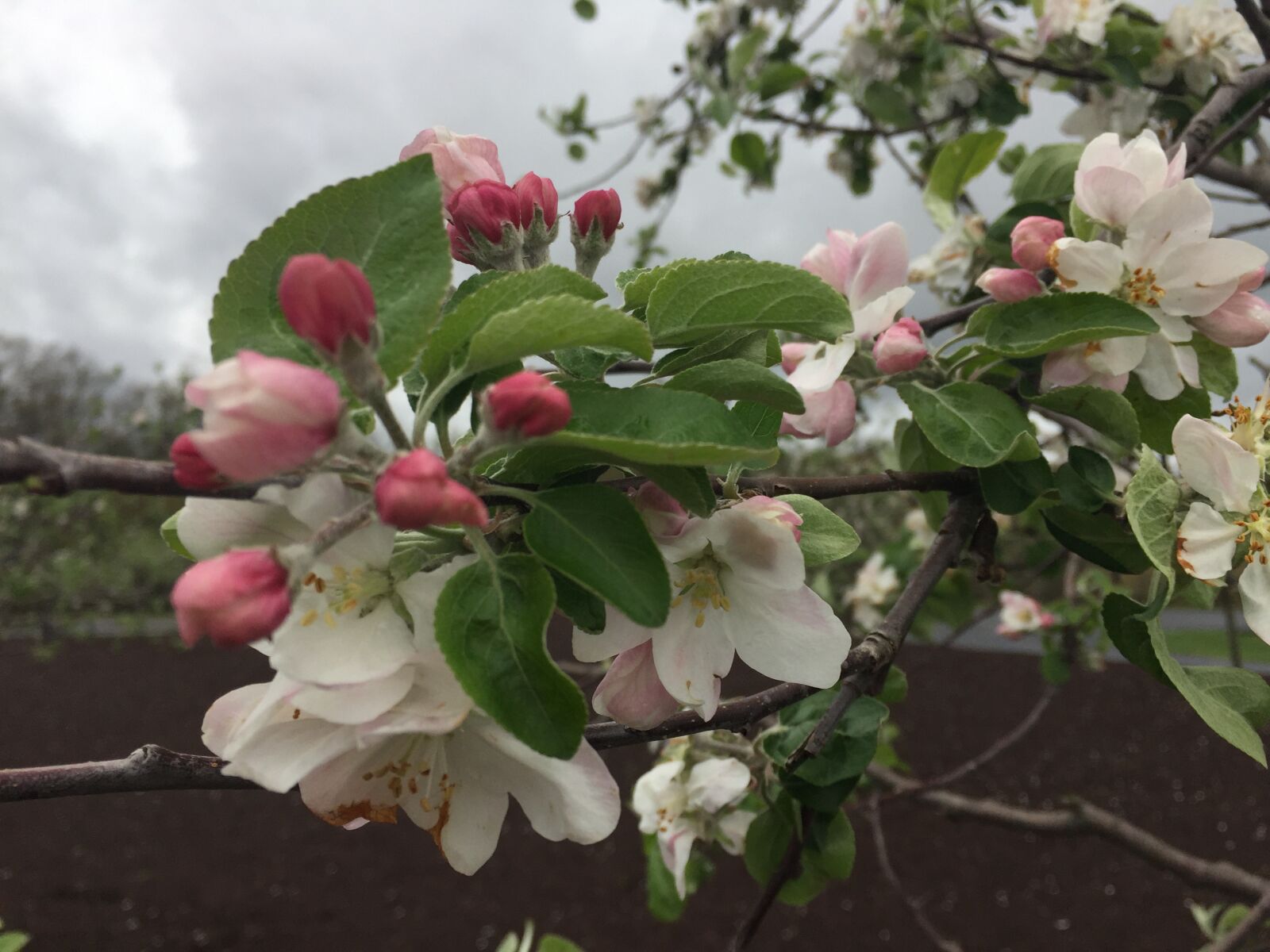 Apple iPhone 6 sample photo. Apple blossom, spring, bloom photography