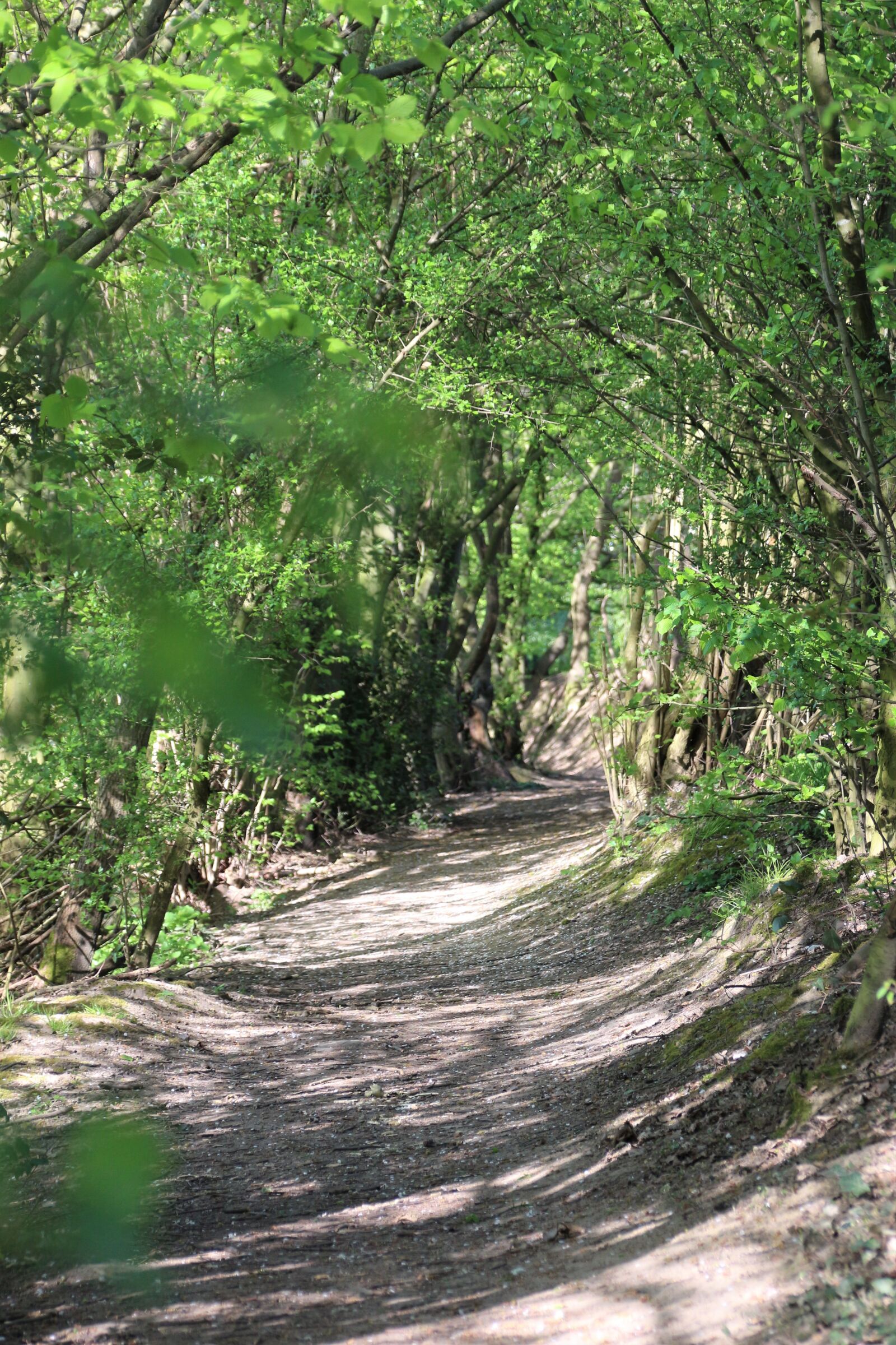 Canon EOS 700D (EOS Rebel T5i / EOS Kiss X7i) sample photo. Forest path, away, forest photography